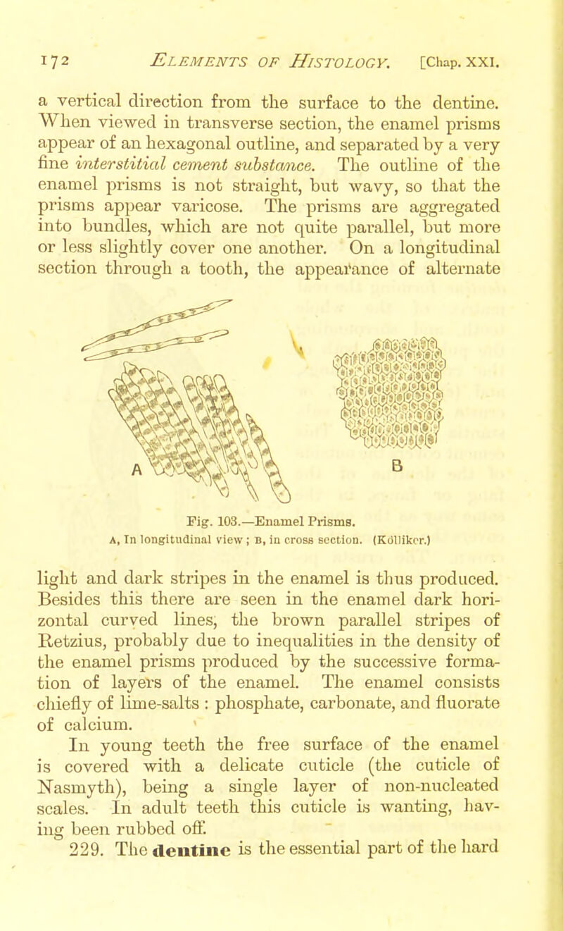 a vertical direction from the surface to the dentine. When viewed in transverse section, the enamel prisms appear of an hexagonal outline, and separated by a very- fine interstitial cement substance. The outline of the enamel prisms is not straight, but wavy, so that the prisms appear varicose. The prisms are aggregated into bundles, which are not quite parallel, but more or less slightly cover one another. On a longitudinal section through a tooth, the appearance of alternate Fig. 103.—Enamel Prisms. A, In longitudinal view ; B, in cross section. (Kdllikor.) light and dark stripes in the enamel is thus produced. Besides this there are seen in the enamel dark hori- zontal curved lines, the brown parallel stripes of Retzius, probably due to inequalities in the density of the enamel prisms produced by the successive forma- tion of layers of the enamel. The enamel consists chiefly of lime-salts : phosphate, carbonate, and fluorate of calcium. In young teeth the free surface of the enamel is covered with a delicate cuticle (the cuticle of Nasmyth), being a single layer of non-nucleated scales. In adult teeth this cuticle is wanting, hav- ing been rubbed off. 229. The dentine is the essential part of tlie hard