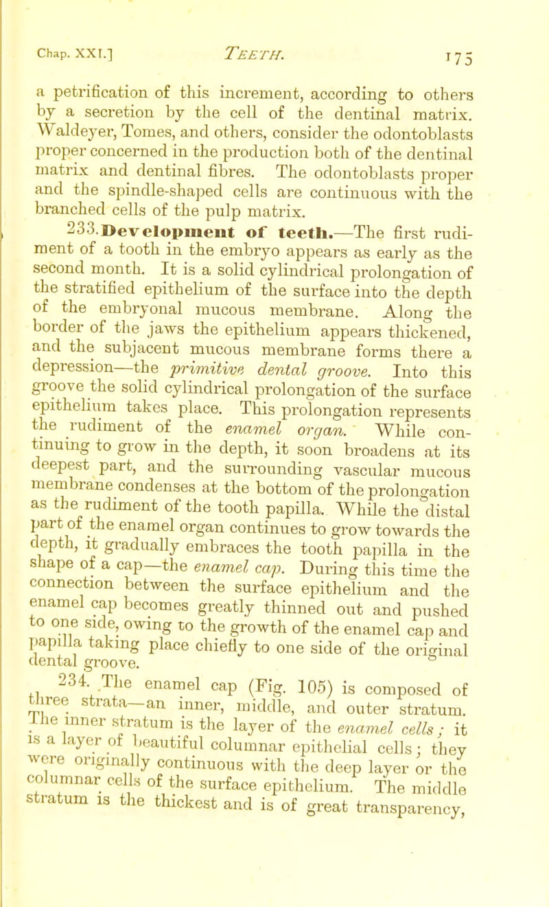 a petrification of this increment, according to others by a secretion by the cell of the dentinal matrix. Waldeyer, Tomes, and others, consider the odontoblasts proper concerned in the production both of the dentinal matrLx and dentinal fibres. The odontoblasts proper and the spindle-shaped cells are continuous with the branched cells of the pulp matrix. 2.3.3.Development of teeth.—The first rudi- ment of a tooth in the embryo appears as early as the second month. It is a solid cylindrical prolongation of the stratified epithelium of the surface into the depth of the embryonal mucous membrane. Along the border of the jaws the epithelium appears thickened, and the subjacent mucous membrane forms there a depression—the primitive denial groove. Into this groove the solid cylindrical prolongation of the surface epithelium takes place. This prolongation represents the rudiment of the enamel organ. While con- tinuing to grow in the depth, it soon broadens at its deepest part, and the suiTOunding vascular mucous membrane condenses at the bottom of the prolongation as the rudiment of the tooth papilla. While the distal part of the enamel organ continues to grow towards the depth. It gradually embraces the tooth papilla in the shape of a cap—the enamel cap. During this time the connection between the surface epithelium and the enamel cap becomes greatly thinned out and pushed to one side, owing to the growth of the enamel cap and papilla taking place chietiy to one side of the ori<^inal dental groove. 234 The enamel cap (Fig. 105) is composed of tliree strata-an inner, middle, and outer stratum. Ihe mner stratum is the layer of the enamel cells; it IS a layer ot beautiful columnar epithelial cells: they were originally continuous with the deep layer or the columnar cells of the surface epithelium. The middle stratum is the thickest and is of great transparency,