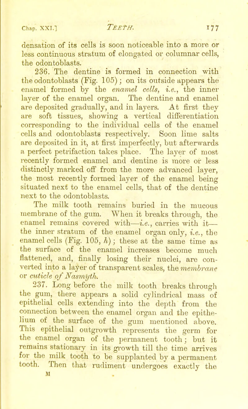clensation of its cells is soon noticeable into a more or less continuous stratum of elongated or columnar cells, the odontoblasts. 236. The dentine is formed in connection with the odontoblasts (Fig. 105); on its outside appears the enamel formed by the enamel cells, i.e., the inner layer of the enamel organ. The dentine and enamel are deposited gradually, and in layers. At first they are soft tissues, showing a vertical differentiation coiTesponding to the individual cells of the enamel cells and odontoblasts respectively. Soon lime salts are deposited in it, at first imperfectly, but afterwards a perfect petrifaction takes place. The layer of most recently formed enamel and dentine is more or less distinctly marked off from the more advanced layer, the most recently formed layer of the enamel being situated next to the enamel cells, that of the dentine next to the odontoblasts. The milk tooth remains buried in the mucous membrane of the gum. When it breaks through, the enamel remains covered with—i.e., carries with it— the inner stratum of the enamel organ only, i.e., the enamel cells (Fig. 105, h); these at the same time as the surface of the enamel increases become much flattened, and, finally losing their nuclei, are con- verted into a layer of transparent scales, the membrane or cuticle of Nasmyth. 237. Long before the milk tooth breaks through the gum, there appears a solid cylindrical mass of epithelial cells extending into the depth from the connection between the enamel organ and the epithe- lium of the surface of the gum mentioned above. This epithelial outgrowth represents the germ for the enamel organ of the permanent tooth; but it remains stationary in its gi-owth till the time arrives foi' the milk tooth to be supplanted by a permanent tooth. Then that rudiment undergoes exactly the M