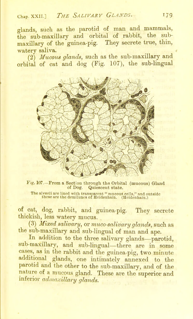 glands, such as the 2:)arotid of man and mammals, the sub-maxillary and orbital of rabbit, the sub- maxillary of the guinea-pig. They secrete true, thin, watery saliva. _ < (2) Mucous glands, such as the sub-maxillary and orbital of cat and dog (Fig. 107), the sub-lingual Fig. 107.—From a Section through the Orbital (mucous) Gland of Dog. Quiescent state. The alveoli are lined ivith transparpnt  raucous cells, and outside these are the demilunes of Heidenhain. (Heidenhain.) of cat, dog, rabbit, and guinea-pig. They secrete thickish, less watery mucus. (3) Mixed salivary, or muco-salivary glands, such as the sub-maxillary and sub-lingual of man and ape. In addition to the three salivaiy glands—parotid, sub-maxillary, and sub-lingual—there are in some cases, as in the rabbit and tlie guinea-pig, two minute additional glands, one intimately annexed to the parotid and the other to the sub-maxillary, and of the nature of a mucous gland. These are the superior and inferior adinaxillary gla/)ids.