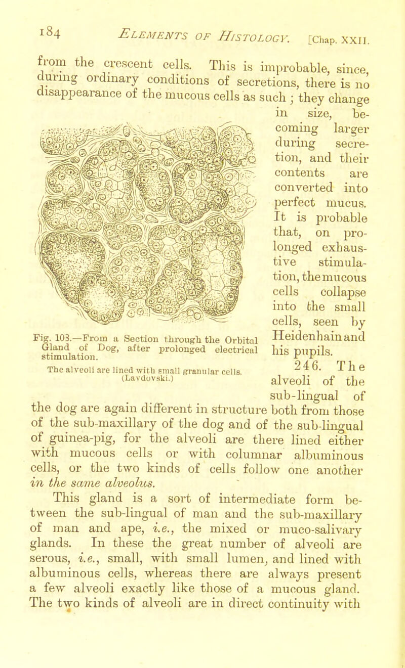 from the crescent cells. Tliis is improbable, since durmg ordinary conditions of secretions, there is no disappearance of the mucous cells as such ; they change in size, be- coming larger during secre- tion, and their contents are converted into perfect mucus. It is pi'obable that, on T^vQ- longed exhaus- tive stimula- tion, the mucous cells collapse into the small cells, seen by Heidenliainand his pupils. 246. The alveoli of the sub-lingual of the dog are again different in structure both from those of the sub-maxillary of the dog and of the sub-lingual of guinea-pig, for the alveoli are there lined either with mucous cells or with columnar albuminous cells, or the two kinds of cells follow one another in the same alveolus. This gland is a sort of intermediate form be- tween the sub-lingual of man and the sub-maxillary of man and ape, i.e., the mixed or muco-salivary glands. In these the great number of alveoli are serous, i.e., small, with small lumen, and lined with albuminous cells, whereas there are always present a few alveoli exactly like those of a mucous gland. The two kinds of alveoli are in direct continuity with Fig. 103.—From a Section tiu-ougli the Orbital Gland of Dog, after prolonged electrical stimulation. The alveoli .ire lined witb small granular cells. (Lavduvski.)