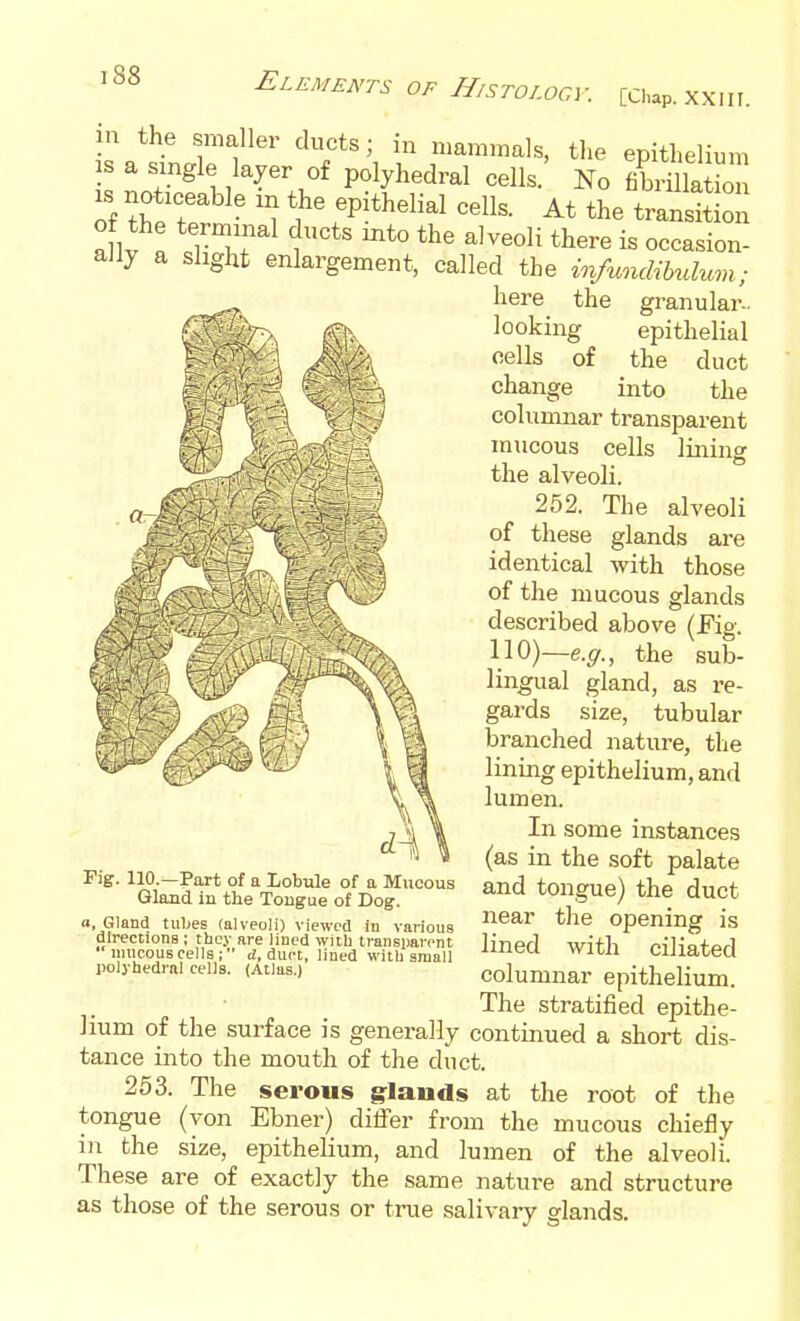 in the smaller ducts; in mammals, the epithelium l-yer of polyhedral cells. No fibrillatio IS noticeable m the epithelial cells. At the transition aflv « TTf i'^' '^^ ^^ere i« o<=casion- ally a slight enlargement, called the infuncm^dmn; here the granular- looking epithelial cells of the duct change into the columnar transparent mucous cells lining the alveoli. 252. The alveoli of these glands are identical with those of the mucous glands described above (fig. 110)—e.g., the sub- lingual gland, as re- gards size, tubular branched nature, the lining epithelium, and lumen. In some instances (as in the soft palate and tongue) the duct near the opening is lined with ciliated columnar epithelium. The stratified epithe- lium of the surface is generally continued a short dis- tance into the mouth of the duct. 253. The serous g-lands at the root of the tongue (yon Ebner) differ from the mucous chiefly in the size, epithelium, and lumen of the alveoli. These are of exactly the same nature and structure as those of the serous or true salivary glands. Fig. 110.—Part of a Lobule of a Mucous Gland iu the Tougue of Dog. a, Gland tubes (alveoli) viewed in various directions; they are lined witb transijarent mucous cells; d, duct, lined with small polyhedral cells. (Atlas.)