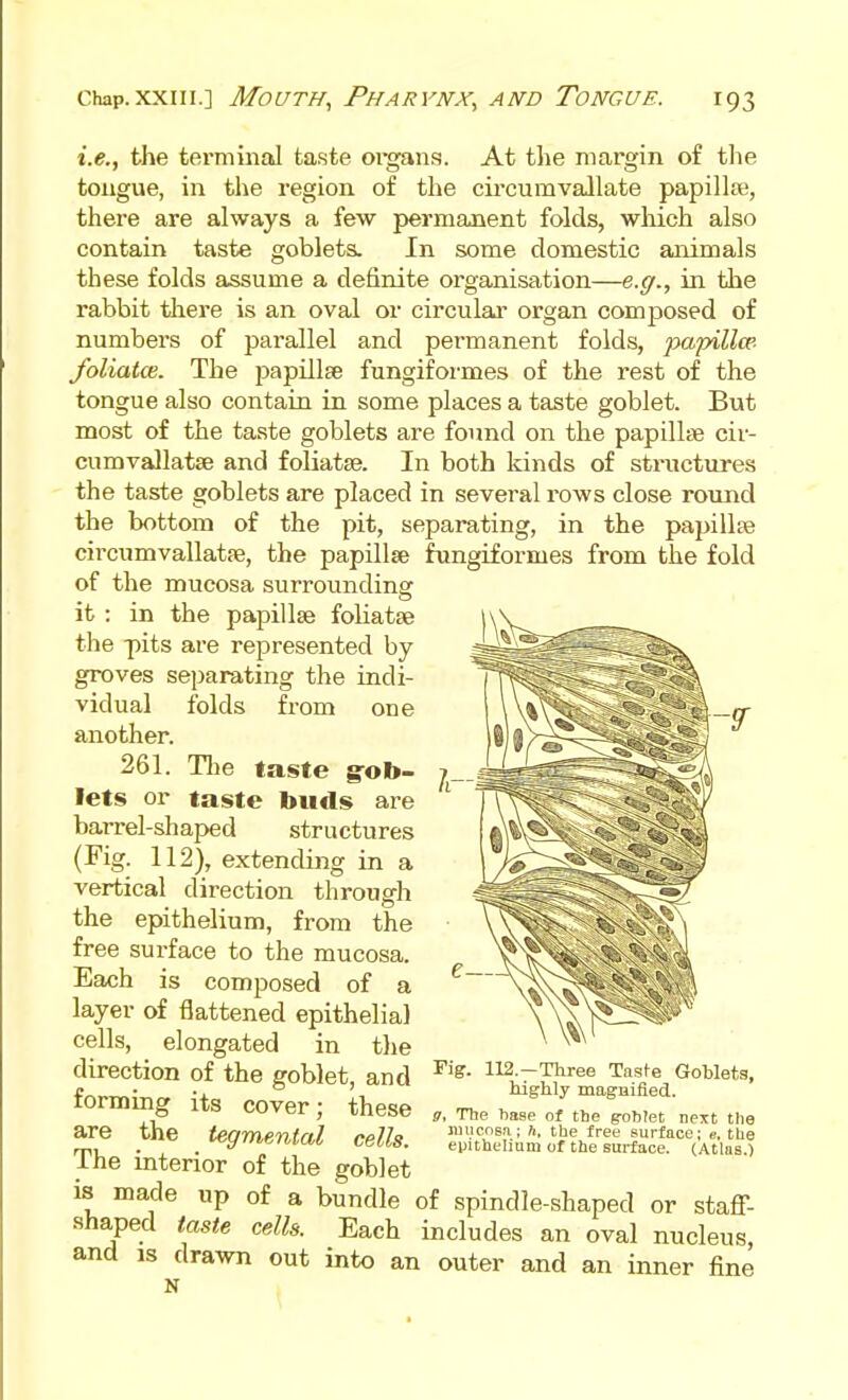 i.e., the terminal taste organs. At tlie margin of tlie tongue, in the region of the circumvallate papillte, there are always a few permanent folds, wMch also contain taste goblets. In some domestic animals these folds assume a definite organisation—e.g., in the rabbit tliere is an oval or circular organ composed of numbers of parallel and permanent folds, papilla'- foliatce. The papillte fungiformes of the rest of the tongue also contain in some places a taste goblet. But most of the taste goblets are found on the papillae cir- cumvallatae and foliatse. In both kinds of structures the taste goblets are placed in several rows close round the bottom of the pit, separating, in the papillae circumvallatse, the papillte fungiformes from the fold of the mucosa surrounding it : in the papillae foliatae the pits are represented by groves separating the indi- vidual folds from one another. 261. Tlie taste g:ob- lets or taste buds are barrel-shaped structures (Fig. 112), extending in a vertical direction through the epithelium, from the free surface to the mucosa. Each is composed of a layer of flattened epithelial cells, elongated in tlie direction of the goblet, and forming its cover; these are the tegmental cells. The interior of the goblet is made up of a bundle of spindle-shaped or staff- shaped taste cells. Each includes an oval nucleus, and 13 drawn out into an outer and an inner fine A- e— Fig. I12.-Tliree Tasfe Goblets, highly magHified. g, The hase of the g-obtet next the niucnBn,; h, the free surface; e, the epithelium of the surface. (Atlas.)