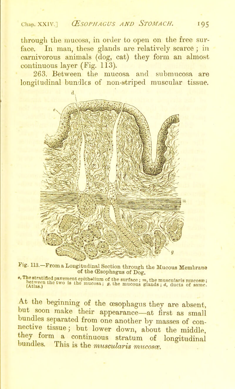 tlirougli the mucosii, in order to open on the free sur- face. In man, tliese glands are relatively scarc6 ; in carnivorous animals (dog, cat) they form an almost continuous layer (Fig. 113). 263. Between the mucosa and submucosa are longitudinal bundles of non-striped muscular tissue. Fig. 113.—FromaLougitudinal Section through the Mucous MembrauB of the (Esophagus of Dog. (Atlar mucosa; jj, the mucous glands ; d, ducts of same. At the beginning of the oesophagus they are absent, but soon make their appearance—at first as small bundles separated from one another by masses of con- nective tissue; but lower down, about the middle, they form^ a continuous stratum of longitudinal bundles. This is the muscularis viiccosce.
