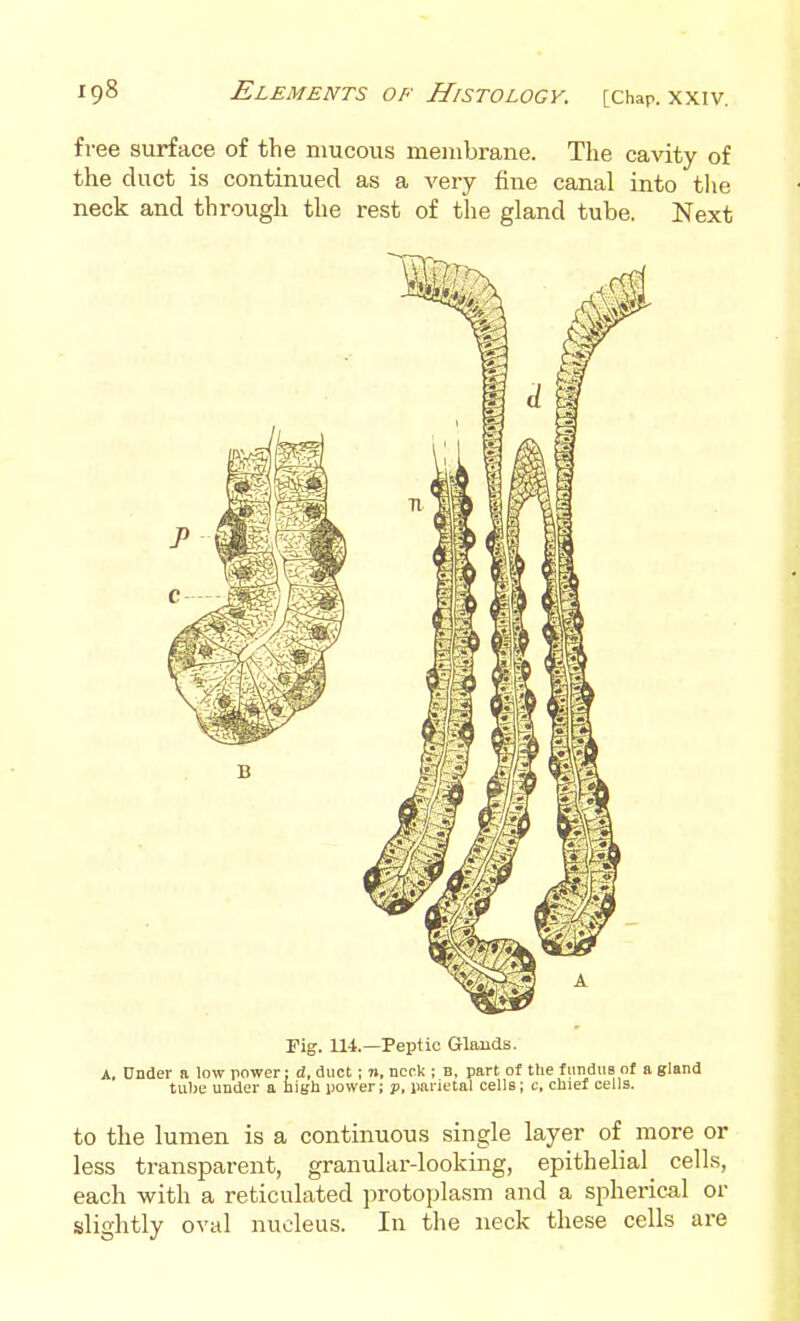 free surface of the mucous membrane. The cavity of the duct is continued as a very fine canal into the neck and through the rest of the gland tube. Next rig. 114.—Pei^tic Glands. A, Under a low power; d, duct; n, neck ; b, part of the fmidiis of a gland tube under a high power; jj, parietal cells; c, chief cells. to the lumen is a continuous single layer of more or less transparent, granular-looking, epithelial^ cells, each with a reticulated protoplasm and a spherical or slightly oval nucleus. In the neck these cells are