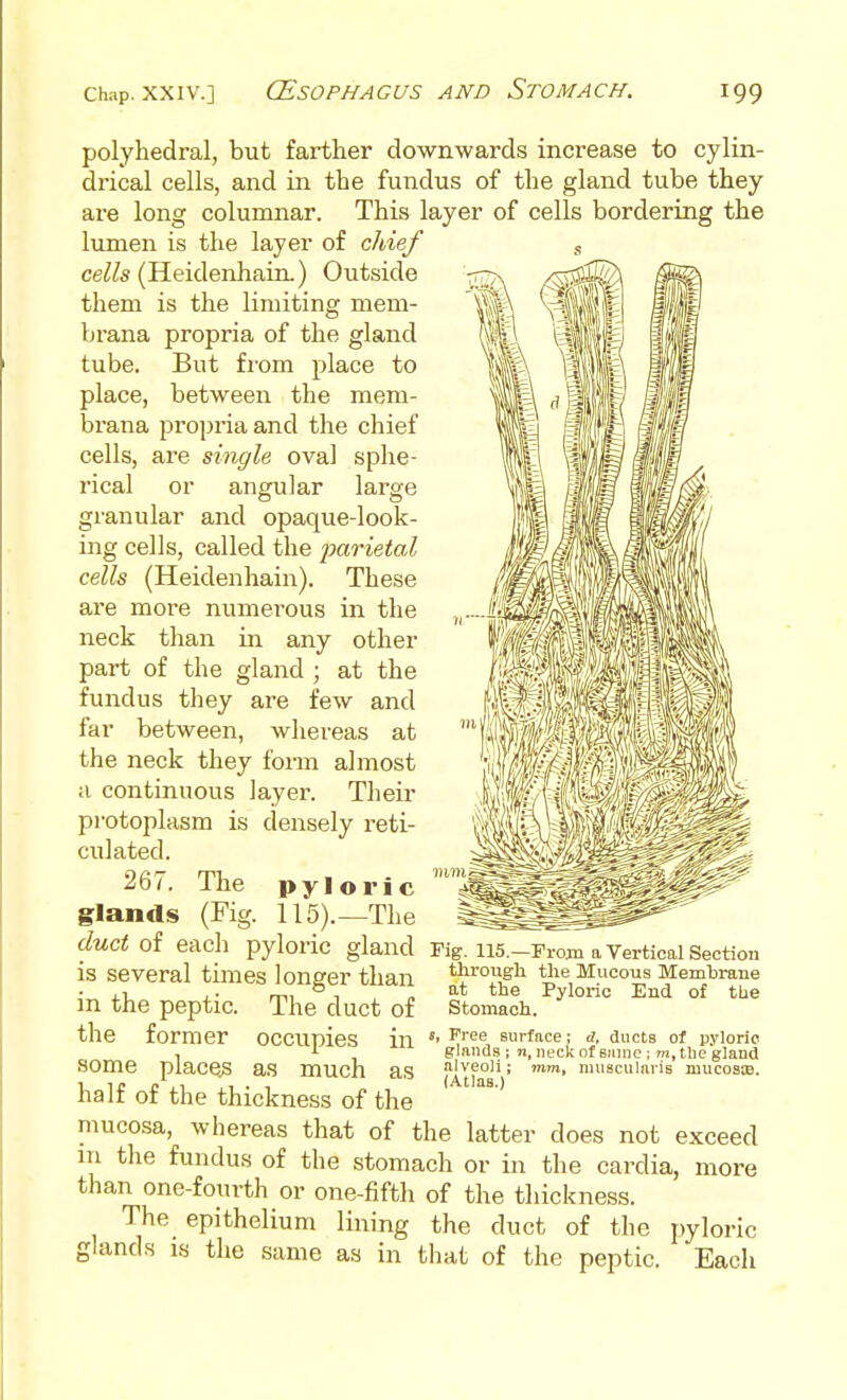 polyhedral, but farther downwards increase to cylm- drical cells, and in the fundus of the gland tube they are long columnar. This layer of cells bordering the lumen is the layer of chief ce^^s (Heidenhain.) Outside them is the limiting mem- brana propria of the gland tube. But from place to place, between the mem- brana propria and the chief cells, are single oval sphe- rical or angular large granular and opaque-look- ing cells, called the jMrietal cells (Heidenhain). These are moi'e numerous in the neck than in any other part of the gland ; at the fundus they are few and far between, whereas at the neck they form almost a continuous layer. Their pi-otoplasm is densely reti- culated. 267. The pyloric '^m^^ glands (Fig. 115).—The ^^^^ ductoi each pyloric gland Fig, llS.-From a Vertical Section - - - '' ' ' tlirougli the Mucous Membrane at the Pyloric End of tbe Stomach. IS several times longer tlian in the peptic. The duct of the former occupies in «• J^'''^ surface; d, ducts of pyloric 1 A Fiftuds ; n, neck of Bjime ; m, the gland alveoli; (Atlas.) mm, nniscularis mucosie. some places as much as half of the thickness of the mucosa, whereas that of the latter does not exceed in the fundus of the stomach or in the cardia, more than one-foiirth or one-fiftli of the thickness. The epithelium lining the duct of the pyloric glands is the same aa in that of the peptic. Each