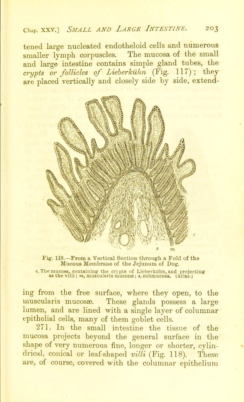 tened large nucleated endotheloid cells and numerous smaller lymph corpuscles. The mucosa of the small and large intestine contains simple gland tubes, the crypts or follicles of Lieberkiihn (Fig. 117); they are placed vertically and closely side by side, extend- Fig. 118.—From a Vertical Section through a Fold of the Mucous Membrane of the Jejunum of Dog. c, The niucoBa, containing the ci'j ptB of Lieberkiihn, and projecting aa the villi; m, muacularia raucosije; «, subraucosa. (.\tlas.) ing from the free surface, where they open, to the musculai-is mucosse. These glands possess a large lumen, and are lined with a single layer of columnar epithelial cells, many of tliem goblet cells. 271. In the small intestine the tissue of the mucosa projects beyond the general surface in the shape of very numerous fine, longer or shorter, cylin- drical, conical or leaf-shaped villi (Fig. 118). These are, of course, covered with the columnar epithelium