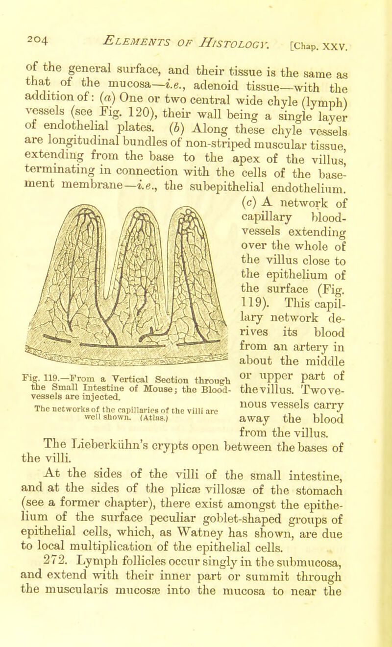 of the general surface, and their tissue is the same as tliat of the mucosa—i.e., adenoid tissue—with the addition of: (a) One or two central wide chyle (lymph) vessels (see Fig. 120), their wall being a single layer of endothelial plates, {h) Along these chyle vessels are longitudmal bundles of non-striped muscular tissue extending from the base to the apex of the villus' terminating in connection with the cells of the base- ment membrane—the subepithelial endothelium. (c) A network of capillary blood- vessels extending over the whole of the villus close to the epithelium of the surface (Fig. 119). This capil- lary network de- rives its blood from an artery in about the middle Fig. 119.-From a Vertical Section throngh ^^PP^^ P^^'* the Small Intestine of Mouse; the Blood- the villus. Twove- vessels are injected. The networks of tbe cnpillarics of the villi are ^^^^^ VeSSeJs Carry well shown. (Atlas.) away the blood from the villus. The Lieberkiihn's crypts open between the bases of the villi. At the sides of the villi of the small intestine, and at the sides of the plicae villosse of the stomach (see a former chapter), there exist amongst the epithe- lium of the surface peculiar goblet-shaped groups of epithelial cells, which, as Watney has shown, are due to local multiplication of the epithelial cells. 272. Lymph follicles occur singly in the submucosa, and extend with their inner part or summit through the muscularis mucosas into the mucosa to near the
