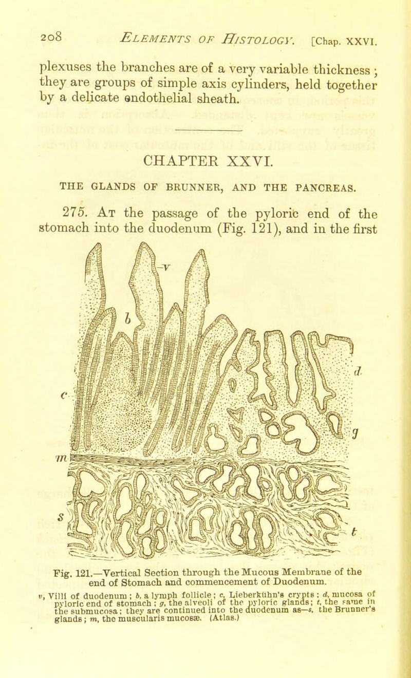 plexuses the branches are of a very variable thickness ; they are groups of simple axis cylinders, held together by a delicate endothelial sheath. CHAPTER XXVI. THE GLANDS OF BRUNNER, AND THE PANCREAS. 275. At the passage of the pyloric end of the stomach into the duodenum (Fig. 121), and in the first Fig. 121.—Vertical Section through the Mucous Membrane of the end of Stomach and commencement of Duodenum. f, Villi of duodenum ; 6, a lymph follicle; c, Lieberklihn's crypte : d, mucosa of pyloric end of stomach : g, the alveoli of tlie pyloric glands; (, the Fame m the submucosa; they are continued into the duodenum as—s. the Brunner s glands; m, the musc'ularis mucoBis. (Atlas.)