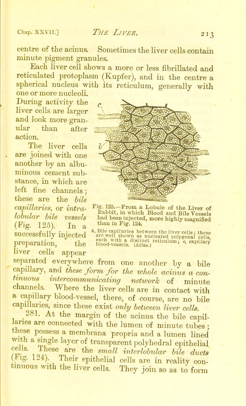 centre of the acinus. Sometimes the liver cells contain minute pigment gi-anules. Each liver cell shows a more or less fibrillated and reticulated protoplasm (Kupfer), and in the centre a spherical nucleus with its reticulum, generally with one or more nucleoli. During activity the liver cells are larger and look more gran- ular than after action. The liver cells are joined with one another by an albu- minous cement sub- stance, in which are left fine channels; these are the hile capillaries, or intra- lobular hile vessels (Fig. 125). In a successfully injected preparation, the liver cells appear separated everywhere from one another by a bile capillary, and these form for the whole acimts a con- tinuous intercommunicating netioork of minute channels. Where the liver cells are in contact with a capillary blood-vessel, there, of course, are no bile capillaries, since these exist only between liver cells. 281. At the margin of the acinus the bile capil- Jaries are connected with the lumen of minute tubes : these possess a membrana propria and a lumen lined with a single layer of transparent polyhedral epithelial 1 Hl^^^ ^^ ^'^''^^ interlMar bile ducts (J^ig. 124). Their epithelial cells are in reality con- tmuous with the liver cells. They join so as to forai Fig. 125.—From a Lobule of the Liver of Babbit, in whicb Blood and Bile Vessels liad been injected, more liiglily maraified tbaji in Fig. 124. S, Bile capillaries between tbe liver cells : these are well sliown as nucleated jiolygonaf cells, eacli with a distinct reticulum; c, capillan' blood-vessels. (Atlas.)