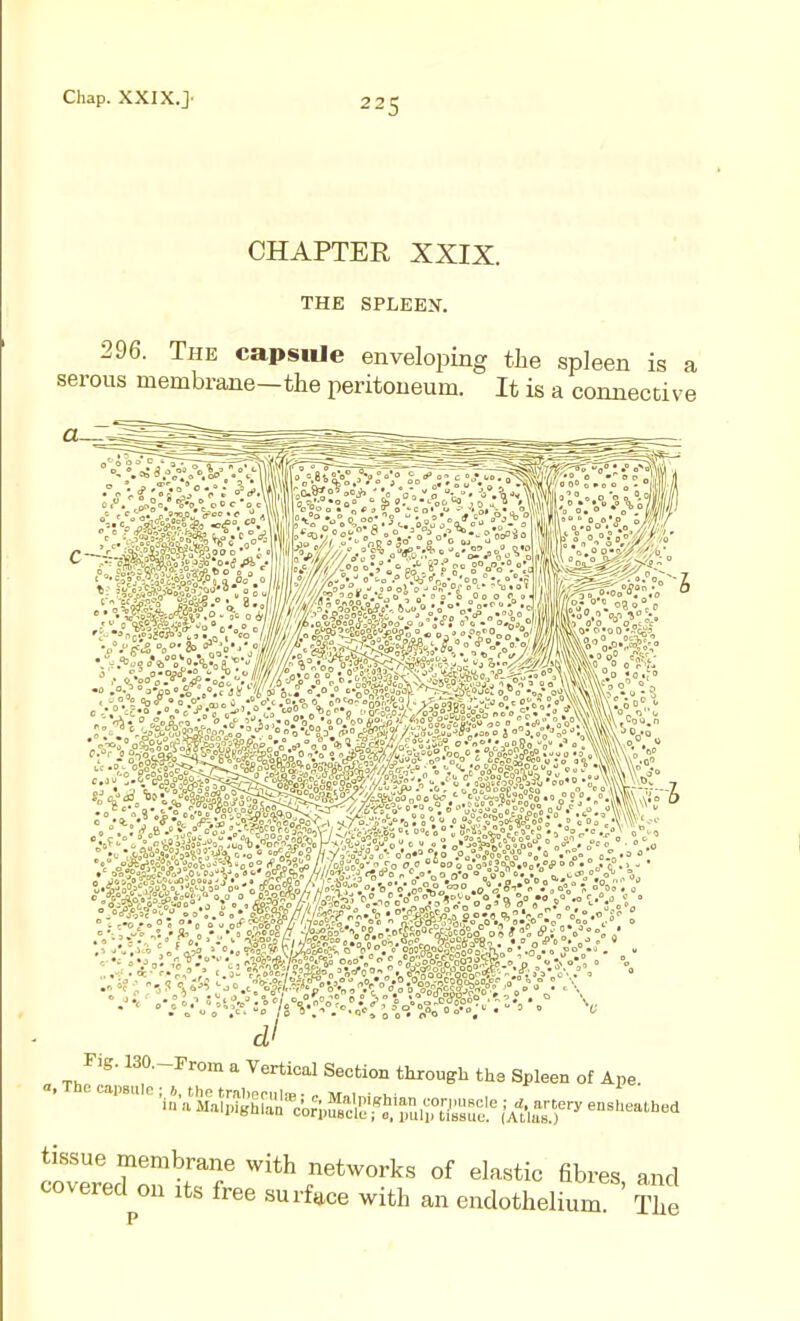 Chap. XXIX.]- CHAPTER XXIX. THE SPLEEN. 296. The capsule enveloping the spleen is a serous membrane-the peritoneum. It is a connective c ^ Si« _e '■W'ST (foe • Fig. 130.-rrom a Vertical Section tlirough the Spleen of Ape uuiuuy-u tne spleen 01 Ape. tissue membrane with networks of elastic fibres and covered on its free surf.ce with an endothelium The