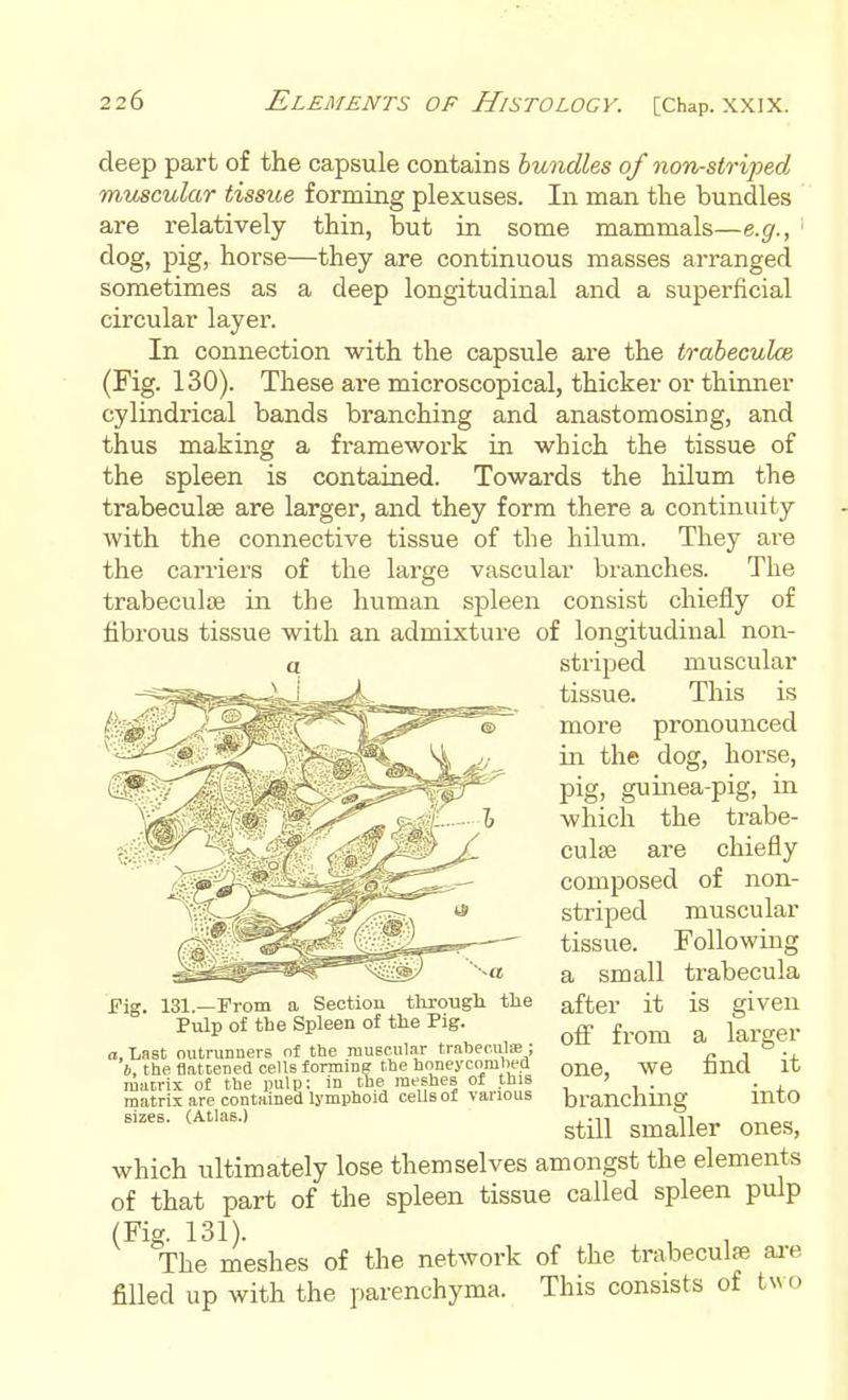 deep part of the capsule contains bundles of non-striped muscular tissue forming plexuses. In man the bundles are relatively thin, but in some mammals—e.g., dog, pig, horse—they are continuous masses arranged sometimes as a deep longitudinal and a superficial circular layer. In connection with the capsule are the trabeculce (Fig. 130). These ai-e microscopical, thicker or thinner cylindrical bands branching and anastomosing, and thus making a framework in which the tissue of the spleen is contained. Towards the hilum the trabeculse are larger, and they form there a continuity with the connective tissue of the hilum. They are the carriers of the large vascular branches. The trabeculse in the human spleen consist chiefly of fibrous tissue with an admixture of longitudinal non- striped muscular tissue. This is more pronounced in the dog, horse, pig, guinea-pig, in which the trabe- culse are chiefly composed of non- striped muscular tissue. Following a small trabecula after it is given off from a larger one, we find it branching into still smaller ones, which ultimately lose themselves amongst the elements of that part of the spleen tissue called spleen pulp (Fig. 131). , , The meshes of the network of the trabeculse ai-e filled up with the parenchyma. This consists of t^^ o Fig. 131.—rrom a Section througi the Pulp of the Spleen of the Pig. a. Last outrunners of the muscular trabeculffi ; 6, the flattened cells forming the hnneycombed matrix of the pulp; in the meshes of this matrix are contained lymphoid celisof various sizes. (Atlas.)