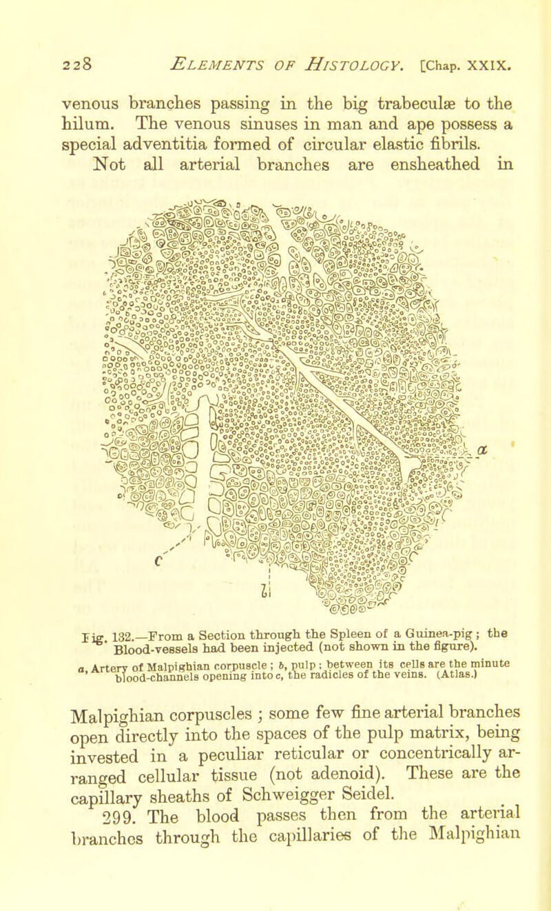 venous branches passing in the big trabeculse to the hilum. The venous sinuses in man and ape possess a special adventitia formed of circular elastic fibrils. Not all arterial branches are ensheathed in lig. 132.—From a Section through the Spleen of a Giiinea-pig; the Blood-vessels had been injected (not shown in the figure). a Artfirv of MalpiKbian corpuscle ; 6, pulp; between its cells are the minute tlood-channels opening into c, the radicles of the veins. (Atlas.) Malpighian corpuscles ; some few jBne arterial branches open directly into the spaces of the pulp matrix, being invested in a pecuUar reticular or concentrically ar- ranged cellular tissue (not adenoid). These are the capillary sheaths of Schweigger Seidel. 299. The blood passes then from the arterial branches through the capillaries of tlie IMalpighian