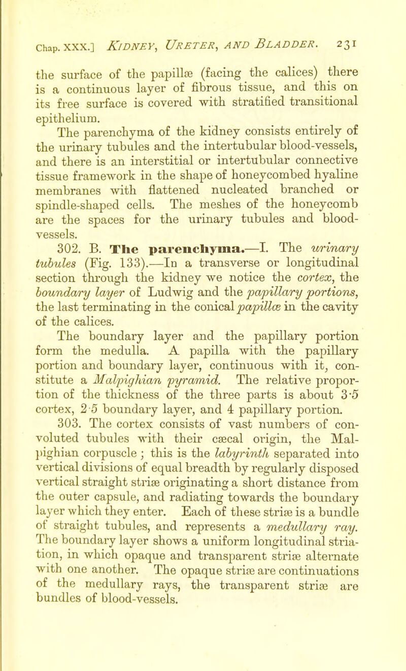 the surface of the papillae (facing the calices) there is a continuous layer of fibrous tissue, and this on its free surface is covered with stratified transitional epithelium. The parenchyma of the kidney consists entirely of the urinary tubules and the intertubular blood-vessels, and there is an interstitial or intertubular connective tissue framework in the shape of honeycombed hyaline membranes with flattened nucleated branched or spindle-shaped cells. The meshes of the honeycomb are the spaces for the urinary tubvdes and blood- vessels. 302. B. The parenchyma.—I. The urinary tubules (Fig. 133).—In a transverse or longitudinal section thi'ough the kidney we notice the cortex, the boundary layer of Ludwig and the papillary portions, the last terminating in the caoicsl papillce in the cavity of the calices. The boundary layer and the papillary portion form the medulla. A papilla with the papillary portion and bo\mdary layer, continuous with it, con- stitute a Malpighian pyramid. The relative propor- tion of the thickness of the three parts is about 3'5 cortex, 2 5 boundary layer, and 4 papillary portion. 303. The cortex consists of vast numbers of con- voluted tubules with their cascal origin, the Mal- })ighian corpuscle ; this is the labyrinth separated into vertical divisions of equal breadth by regularly disposed vertical straight striae originating a short distance from the outer capsule, and radiating towards the boundary layer which they enter. Each of these striae is a bundle of straight tubules, and represents a medullary ray. The boundary layer shows a uniform longitudinal stria- tion, in which opaque and transparent striae alternate with one another. The opaque striae are continuations of the medullary rays, the transparent striae are bundles of blood-vessels.