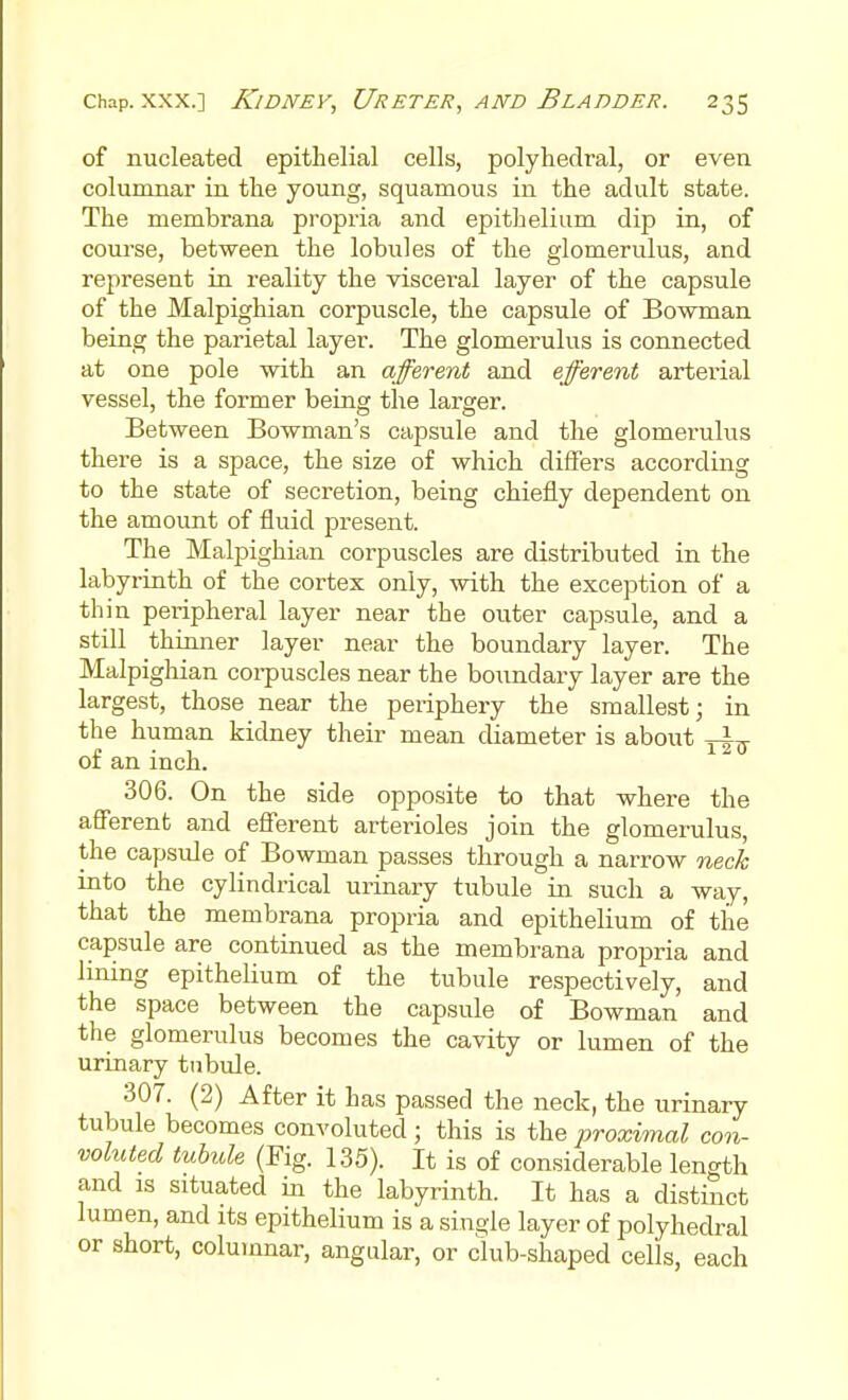 of nucleated epithelial cells, polyhedral, or even columnar in the young, squamous in the adult state. The membrana propria and epithelium dip in, of course, between the lobules of the glomerulus, and represent in reality the visceral layer of the capsule of the Malpighian corpuscle, the capsule of Bowman being the parietal layer. The glomerulus is connected at one pole with an afferent and efferent arterial vessel, the former being the larger. Between Bowman's capsule and the glomerulus there is a space, the size of which differs according to the state of secretion, being chiefly dependent on the amount of fluid present. The Malpighian corpuscles are distributed in the labyrinth of the cortex only, with the exception of a thin peripheral layer near the outer capsule, and a still thinner layer near the boundary layer. The Malpighian corpuscles near the boundary layer are the largest, those near the periphery the smallest j in the human kidney their mean diameter is about of an inch. 306. On the side opposite to that where the aflerent and eflerent arterioles join the glomerulus, the capsule of Bowman passes through a narrow neck into the cylindrical urinary tubule in such a way, that the membrana propria and epithelium of the capsule are continued as the membrana propria and lining epithelium of the tubule respectively, and the space between the capsule of Bowman and the glomerulus becomes the cavity or lumen of the urinary tnbule. 307. (2) After it has passed the neck, the urinary tubule becomes convoluted; this is the proximal con- vohited tubule (Fig. 135). It is of considerable length and IS situated in the labyrinth. It has a distinct lumen, and its epithelium is a single layer of polyhedral or short, columnar, angular, or club-shaped cells, each