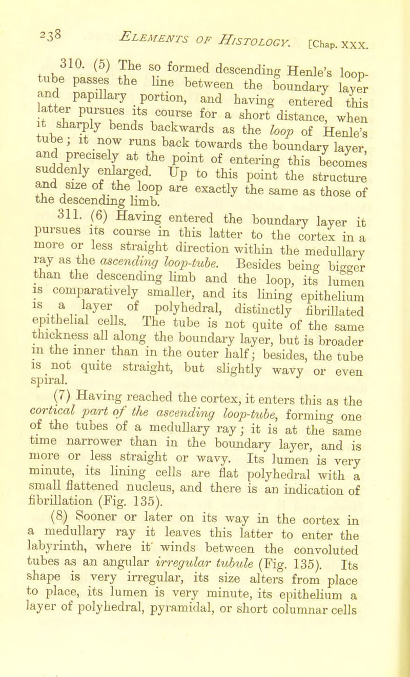 310. (5) The so formed descending Henle's loop- tube passes the Ime between the boundary layer and papillary portion, and having entered this atter pursues its course for a short distance, when It sharply bends backwards as the loop of Henle's tube; It now runs back towards the boundary layer and precisely at the point of entering this becomes suddenly enlarged. Up to this point the structure and size of the loop are exactly the same as those of tne descending limb. 311. (6) Having entered the boundary layer it pursues its course in this latter to the cortex in a more or less straight direction within the medullary ray as the ascending loop-tube. Besides being bi^^ger than the descending limb and the loop, its lumen is comparatively smaller, and its lining epithelium is a layer of polyhedral, distinctly fibrniated epithelial ceUs. The tube is not quite of the same thickness all along the boundary layer, but is broader m the inner than in the outer half; besides, the tube is not quite straight, but slightly wavy or even spiral. (7) Having reached the cortex, it enters this as the cortical part of the ascending loop-tube, forming one of the tubes of a medullary ray; it is at the same time narrower than in the boundary layer, and is more or less straight or wavy. Its lumen is very minute, its lining cells are flat polyhedral with a small flattened nucleus, and there is an indication of fibrillation (Eig. 135). (8) Sooner or later on its way in the cortex in a medullary ray it leaves this latter to enter the labyrinth, where if winds between the convoluted tubes as an angular irregular tubule (Fig. 135). Its shape is very irregular, its size alters from place to place, its lumen is very minute, its epithelium a layer of polyhedral, pyramidal, or short columnar cells