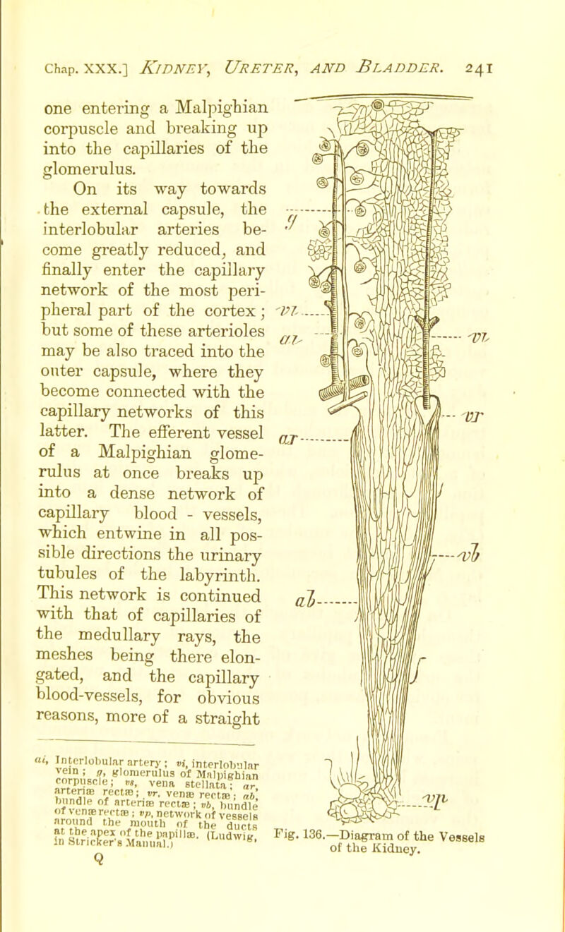 one entering a Malpigbian corpuscle and breaking up into the capillaries of the glomerulus. On its way towards the external capsule, the interlobular arteries be- come greatly reduced, and finally enter the capillary network of the most peri- pheral part of the cortex; 'Pi but some of these arterioles may be also traced into the outer capsule, where they become connected with the capillary networks of this latter. The efferent vessel or - of a Malpighian glome- rulus at once breaks up into a dense network of capillary blood - vessels, which entwine in all pos- sible directions the urinary tubules of the labyrinth. This network is continued with that of capillaries of the medullary rays, the meshes being there elon- gated, and the capillary blood-vessels, for obvious reasons, more of a straight ' J,?'^rloliul(ir arterj'; »i, interlolvjlnr >ein ; q, glomerulus of MalDighian corpuscle; vena stellntaT ar bnndlp of artenie rectae ; »6, bundle or vcnffirei'tm ; vp, network of vesselB nround the moutli of the ducts at the apex of the papillae. (Ludwig, In Strieker's-Manual.1 Fig. 136.—Diagram of the Vessels of the Kidney.