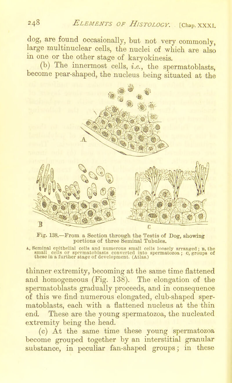 dog, are found occasionally, but not very commonly large multinuclear cells, the nuclei of which are also in one or the other stage of karyokinesis. (b) The innermost cells, i.e., the spermatoblasts, become pear-shaped, the nucleus being situated at the Fig. 138.—From a Section through the Testis of Dog, showing portions of three Seminal Tuhules. Seminal epithelial cells and numerous small cells loosely arranged; B, the small cells or spermatoblasts converted into spermatozoa ; 0, groups of these in a further stage of development. (Atlas.) thinner extremity, becoming at the same time flattened and homogeneous (Fig. 138). The elongation of the spermatoblasts gradually proceeds, and in consequence of this we find numerous elongated, club-shaped sper- matoblasts, each with a flattened nucleus at the thin end. These are the young spermatozoa, the nucleated extremity being the head. (c) At the same time these young spermatozoa become grouped together by an interstitial granular substance, in ijeculiar fan-shaped groups; in these