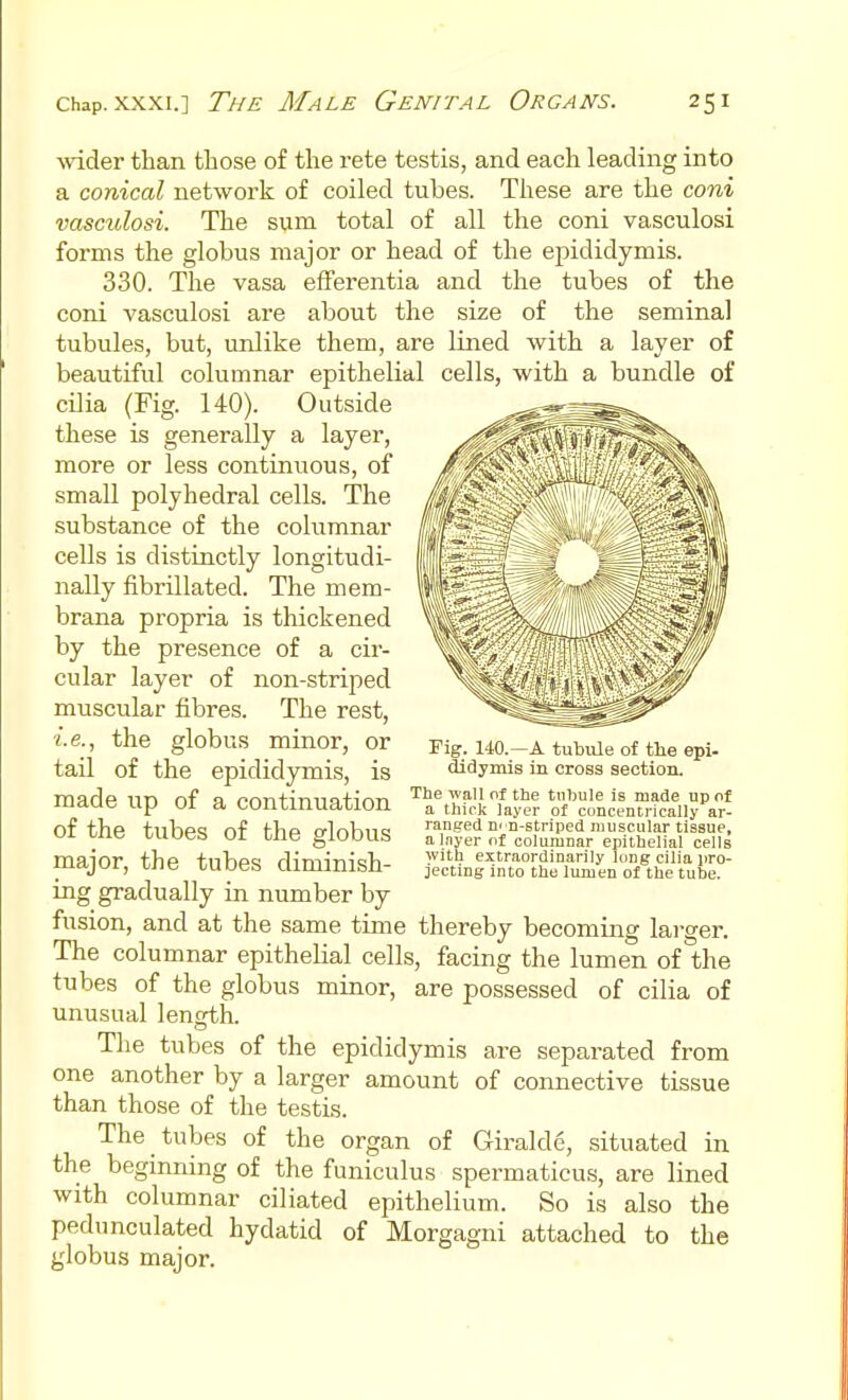 wdder than those of the rete testis, and each leading into a conical network of coiled tubes. These are the coni vasculosi. The sum total of all the coni vasculosi forms the globus major or head of the epididymis. 330. The vasa efferentia and the tubes of the coni vasculosi are about the size of the seminal of of are lined with a layer cells, with a bundle tubules, but, unlike them beautiful columnar epithelial cilia (Fig. 140). Outside these is generally a layer, more or less continuous, of small polyhedral cells. The substance of the columnar cells is distinctly longitudi- nally fibrillated. The mem- brana propria is thickened by the presence of a cir- cular layer of non-striped muscular fibres. The rest, ■i.e., the globus minor, or tail of the epididymis, is made up of a continuation of the tubes of the globus major, the tubes diminish- ing gradually in number by fusion, and at the same time thereby becoming larger. The columnar epithelial cells, facing the lumen of the tubes of the globus minor, are possessed of cilia of unusual length. The tubes of the epididymis are separated from one another by a larger amount of connective tissue than those of the testis. The tubes of the organ of Giralde, situated in the beginning of the funiculus spermaticus, are lined with columnar ciliated epithelium. So is also the pedunculated hydatid of Morgagni attached to the globus major. rig. 140.—A tubule of tlie epi- didymis in cross section. The wall of tbe tnbule is made up of a thirk layer of concentrically ar- ranged D' n-striped muscular tissue, al.nyer of columnar epithelial cells with extraordinarily king cilia pro- jecting into the lumen of the tube.