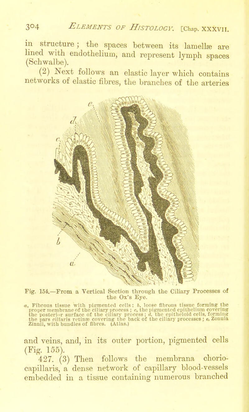 in structure; the spaces between its lamellse are lined with endothelium, and represent lymph spaces (Schwalbe). (2) Next follows an elastic layer which contains networks of elastic fibres, the branches of the arteries Fig. 154.—From a Vertical Section tlirough the Ciliary Processes of the Ox's Eye. a. Fibrous tissue with pisraentcd cells; i, loose fibrous tissue forming llie proper membrane of the ciliary process ; c, the pigmented epithelium covering the posteri'ir surface of the ciliar.v process; d, the opitheloid cells, forming the pars cillaris retime covering the back of the ciliary processes; e, Zonula Zinmi, with bundles of fibres. (Atlas.) and veins, and, in its outer portion, pigmented cells (Fig. 155). 427. (3) Then follows the membrana chorio- capillaris, a dense network of capillaiy blood-vessels embedded in a tissue containing numerous branclied