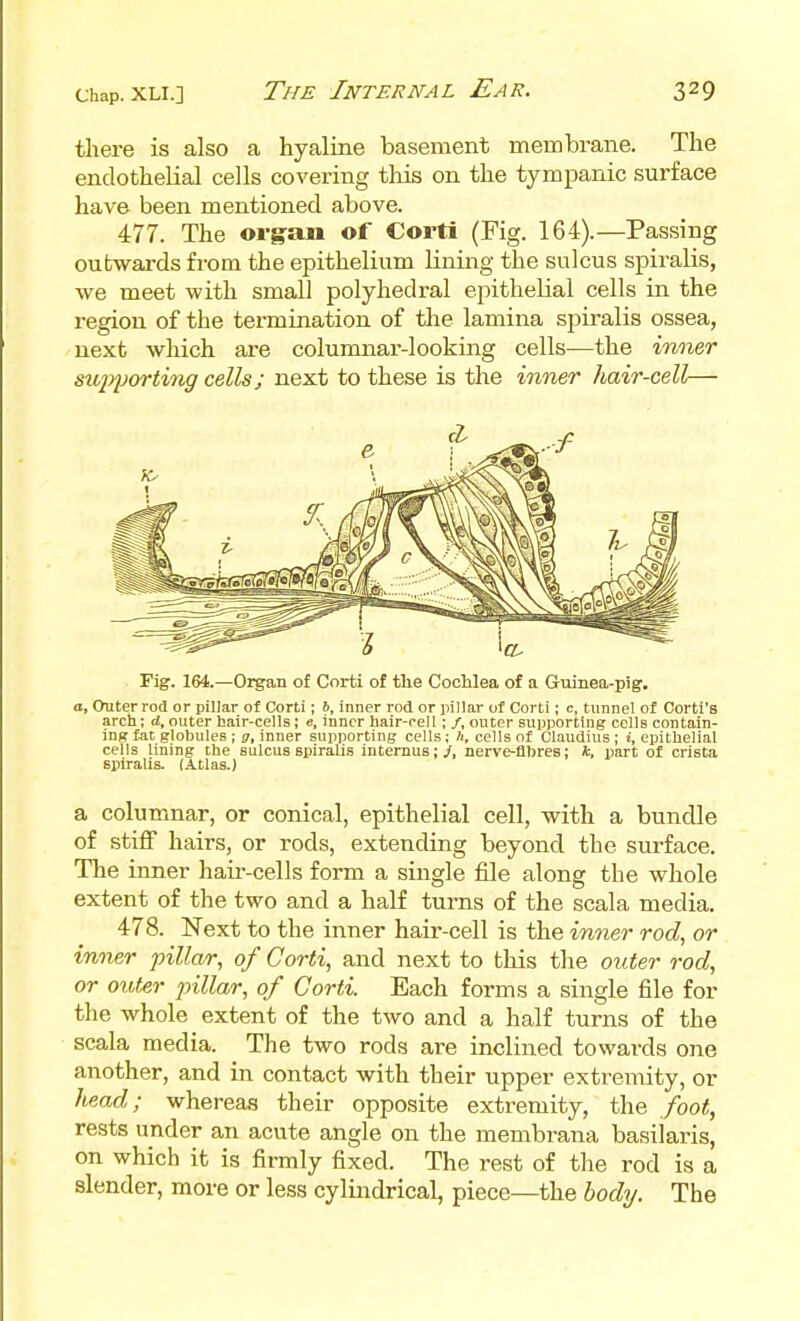 there is also a hyaline basement membrane. The endothelial cells covering this on the tympanic surface have been mentioned above. 477. The organ of Corti (Fig. 164).—Passing outwards from the epithelium Uuing the sulcus spiralis, we meet with small polyhedral epithelial cells in the region of the termination of the lamina sjiiralis ossea, next wliich are columnar-looking cells—the inner sujyporting cells; next to these is the inner hair-cell— Fig. 164.—Organ of Corti of the Cochlea of a Guinea-pig. a, Outerrod or pillar of Corti; 6, inner rod or pillar of Corti; c, tunnel of Corti's arch; d, outer hair-cells; e, inner hair-cell; /, outer supporting cells contain- ing fat globules ; g, inner supporting cells; h, cells of Claudius ; i, epithelial cells lining the sulcus spirali-s internus;^, nerve-flbres; *, part of crista spiralis. (Atlas.) a columnar, or conical, epithelial cell, with a bundle of stiff hairs, or rods, extending beyond the surface. The inner hair-cells form a single file along the whole extent of the two and a half turns of the scala media. 478. Next to the inner hair-cell is the inner rod, or inner pillar, of Corti, and next to this tlie outer rod, or outer pillar, of Corti. Each forms a single file for the whole extent of the two and a half turns of the scala media. The two rods are inclined towards one another, and in contact with their upper extremity, or head; whereas their opposite extremity, the foot, rests under an acute angle on the membrana basiiaris, on which it is firmly fixed. The rest of the rod is a slender, more or less cylindrical, piece—the body. The