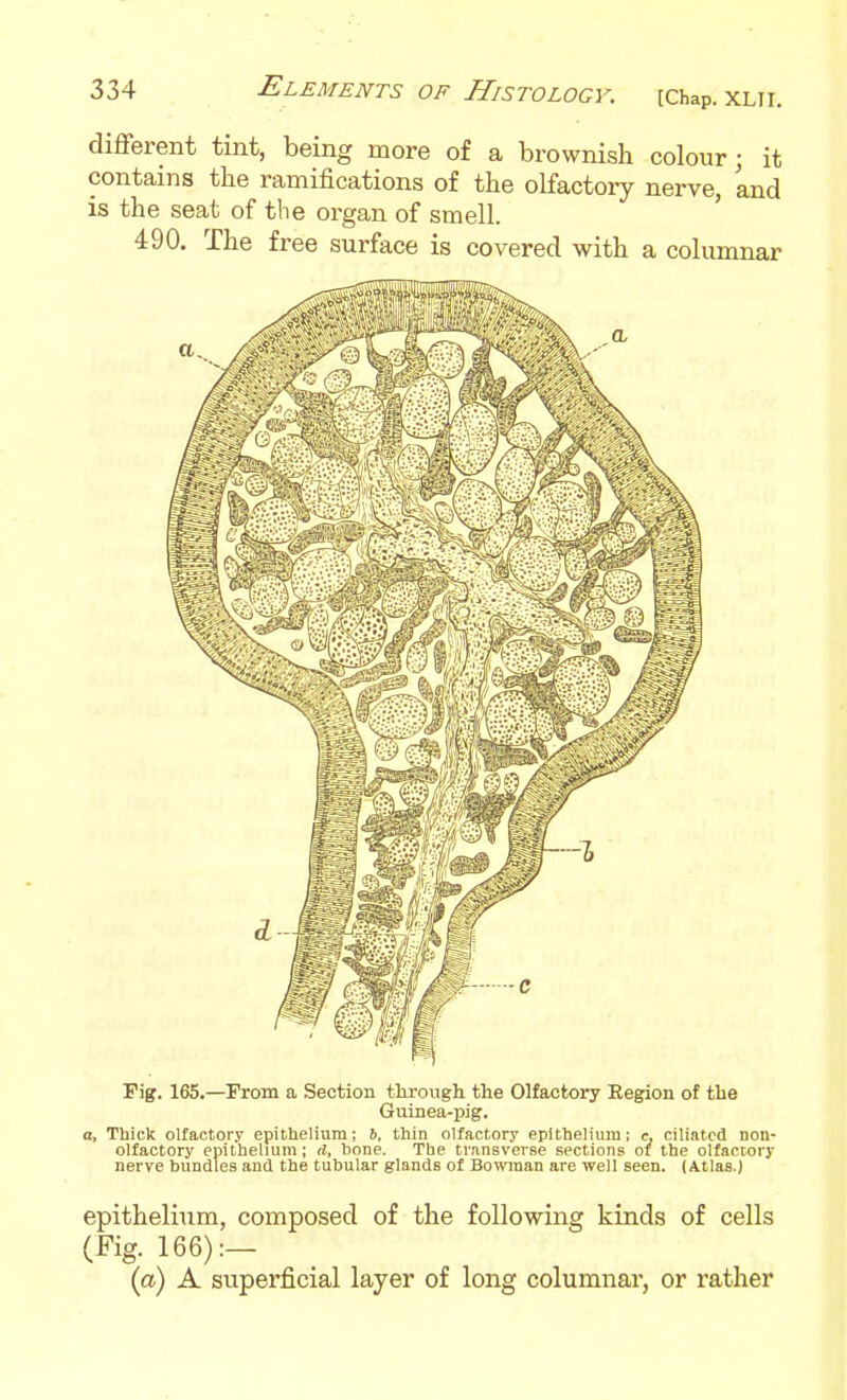 diflFerent tint, being more of a brownish colour; it contains the ramifications of the olfactory nerve, and is the seat of the organ of smell. ' 490. The free surface is covered with a columnar Fig. 165.—From a Section through the Olfactory Region of the Guinea-pig. a. Thick olfactory epitheliam; 6, thin olfactory epithelium; c, ciliated non- olfactory epithelium; rf, bone. The transverse sections of the olfactory nerve bundles and the tubular glands of Bowinan are well seen. (Atlas.) epithelium, composed of the following kinds of cells (Fig. 166):- (a) A superficial layer of long columnar, or rather