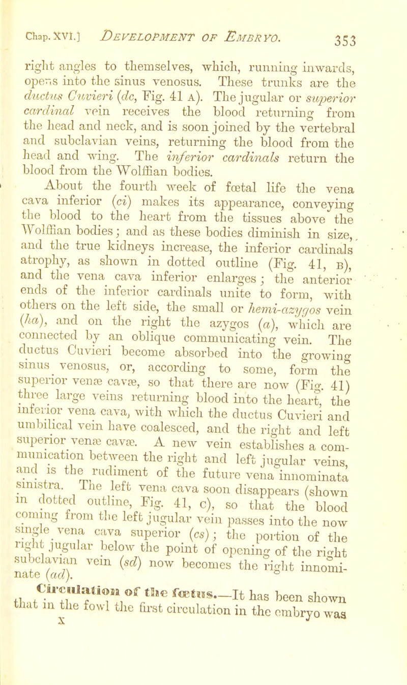 riglit angles to themselves, -which, runnLag inwards, operis into the sinus venosus. These trunks are the ductus Cimeri (dc, Fig. 41 a). The jugular or superior cardincd vpin receives the blood retnrmng from the head and neck, and is soon joiaied by the vertebral and subclavian veins, returning the blood from the head and wing. The inferior cardinals return the blood from the Wolffian bodies. About the fourth week of foetal life the vena cava inferior {ci) makes its appearance, conveying the blood to the heart fi-om the tissues above the Wolffian bodies; and as these bodies diminish in size, and the true kidneys increase, the inferior cardinals atrophy, as shown in dotted outline (Fig. 41, b), and the vena_ cava inferior enlarges ; the anterior ends of the inferior cardinals unite to form, with others on the left side, the small or liemi-azyqos vein (Im), and on the right the azygos (a), wliich are comiected by an oblique communicating vein. The ductus Cuvieri become absorbed into the growin<^ smus_ venosus, or, according to some, form the superior vena3 cavte, so that there are now (Fi^ 41) three large veins returning blood into the heart, the mtenor vena cava, with which the ductus Cuvieri and umbihcal vein have coalesced, and the right and left superior vena; cava?. A new vein establishes a com- munication between the right and left jugular veins and IS the rudiment of the future vena innorainata sinistra The left vena cava soon disappears (shown m dotted outline. Fig. 41, c), so that the blood coming from the left jugular vein passes into the now smg e vena cava superior (cs) ■ the portion of the right jugular below the point of opening of the ri-ht subclavian vem {sd) now becomes the riglit innomi- nate (ad.). ° tl, '^^/^'^ fet»»s._It has been shown that in the fowl tlie fct circulation in the embryo was