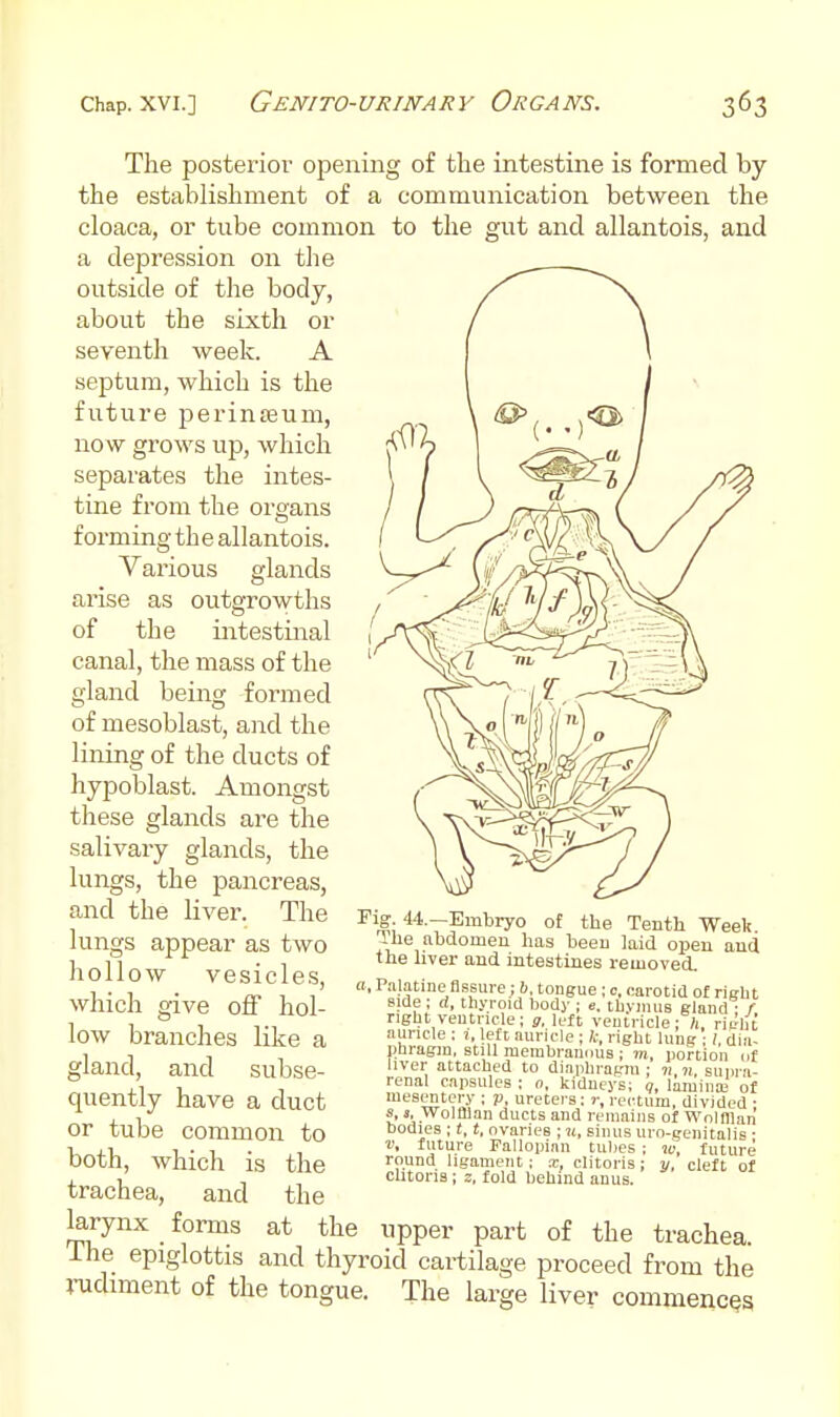 Chap. XVI.] GeNITO-URINARY OrGANS. The posterior opening of the intestine is formed by the establishment of a communication between the cloaca, or tube common to the gut and allantois, and a depression on the outside of the body, about the sixth or seventh week. A septum, which is the future perinEEum, now grows up, which separates the intes- tine from the organs forming the allantois. Vai'ious glands arise as outgrowths of the intestinal canal, the mass of the gland being formed of mesoblast, and the lining of the ducts of hypoblast. Amongst these glands are the salivary glands, the lungs, the pancreas, and the liver. The lungs appear as two hollow vesicles, which give off hol- low branches like a gland, and subse- quently have a duct or tube common to both, which is the trachea, and the larynx forms at the upper part of the trachea, ihe epiglottis and thyroid cartilage proceed from the rudiment of the tongue. The large liver commences ■^^li'''''•T?™^'^ °f the Tenth Weeli. -ue abdomen has heen laid open and the liver and intestines removed. a. Palatine fl.ssure; h. tongue ; c, carotid of richt Bide ; rf, thyroid body ; e. thymus gland • r right ventricle; g. left veutricle: ;i, right auricle : 7, left auricle ; li, right lung' ; dia- phragm, stiU membraniuis ; m, portion nf liver attached to diaphragm ; n.n, supra- renal capsules ; 0, kidneys; q, lamina> of mesentery ; p, ureters; r, rectum, divided • s, 3, Wolffian ducts and remains of Wolfllan bodies ; (, t, ovaries ; n, sinus uro-genitalis • I', future Fallopian tubes ; vi, future round ligament; x, clitoris: y, cleft of clitoris ; z, fold behind anus.