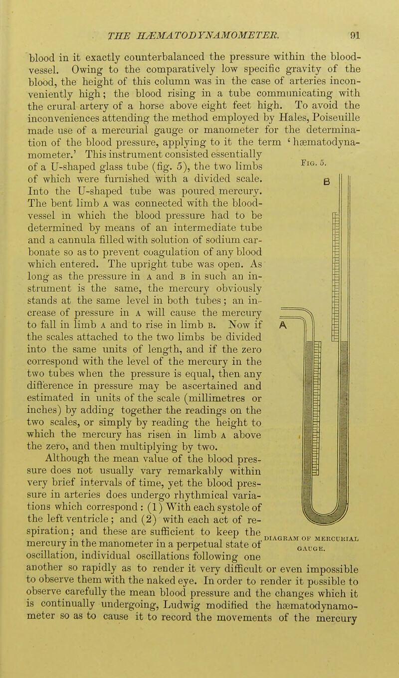 Fig. 5. B blood in it exactly counterbalanced the pressure within the blood- vessel. Owing to the comparatively low specific gravity of the blood, the height of this column was in the case of arteries incon- veniently high; the blood rising in a tube commimicating with the crural artery of a horse above eight feet high. To avoid the inconveniences attending the method employed by Hales, Poiseuille made use of a mercurial gauge or manometer for the determina- tion of the blood pressure, applying to it the term ' hsematodyna- mometer.' This instrument consisted essentially of a U-shaped glass tube (fig. 5), the two limbs of which were furnished with a divided scale. Into the U-shaped tube was poured mercury. The bent limb A was connected with the blood- vessel in which the blood pressure had to be determined by means of an intermediate tube and a cannula filled with solution of sodium car- bonate so as to prevent coagulation of any blood which entered. The upright tube was open. As long as the pressure in a and b in such an in- strument is the same, the mercury obviously stands at the same level in both tubes; an in- crease of pressure in a will cause the mercury to fall in limb a and to rise in limb b. Now if the scales attached to the two limbs be divided into the same imits of length, and if the zero correspond with the level of the mercury in the two tubes when the pressure is equal, then any difterence in pressure may be ascertained and estimated in units of the scale (millimetres or inches) by adding together the readings on the two scales, or simply by reading the height to which the mercury has risen in limb a above the zero, and then multiplying by two. Although the mean value of the blood pres- sure does not usually vary remarkably within very brief intervals of time, yet the blood pres- sure in arteries does undergo rhythmical varia- tions which correspond: (1) With each systole of the left ventricle; and (2) with each act of re- spiration; and these are sufficient to keep the mercury in the manometer in a perpetual state of oscillation, individual oscillations following one another so rapidly as to render it very difficult or even impossible to observe them with the naked eye. In order to render it possible to observe carefully the mean blood pressure and the changes which it is continually undergoing, Ludwig modified the haBmatodynamo- meter so as to cause it to record the movements of the mercury DIAGRAM OK MEnCCUIAI/ GAUGE.