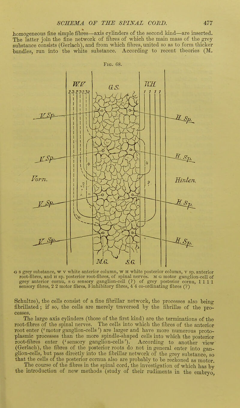 homogeneous fine simple fibres—axis cylinders of the second kind—are inserted. The latter join the fine network of fibres of which the main mass of the {?rey substance consists (Gerlach), and from which fibres, imited so as to form thicker bundles, run into the white substance. According to recent theories (M. Fig. 68. G s grey substance, w v white anterior column, w h white posterior column, v sp. anterior root-fibres, and h sp. posterior root-fibres, of spinal nerves, m g motor ganglion-cell of grey anterior cornu, sg sensory ganglion-cell (?) of grey posterior cornu, 1111 sensory fibres, 2 2 motor fibres, 3 inhibitory fibres, 4 4 co-ordinating fibres (?) Schultze), the cells consist of a fine fibrillar network, the processes also being fibrillated; if so, the cells are merely ti-aversed by the fibrillas of the pro- cesses. The large axis cylinders (those of the first kind) are the terminations of the root-fibres of the spinal nerves. The cells into which the fibres of the anterior root enter (' motor ganglion-cells ') are larger and have more numerous proto- plasmic processes than the more spindle-shaped cells into which the posterior root-fibres enter ('sensory ganglion-cells'). According to another view' (Gerlach), the fibres of the posterior roots do not in general enter into gan- glion-cells, but pass directly into the fibrillar networlr of the grey substance so that the cells of the posterior cornua also are probably to be reckoned as motor. The course of the fibres in the spinal cord, the investigation of which has by the introduction of new methods (study of their rudiments in the embryo