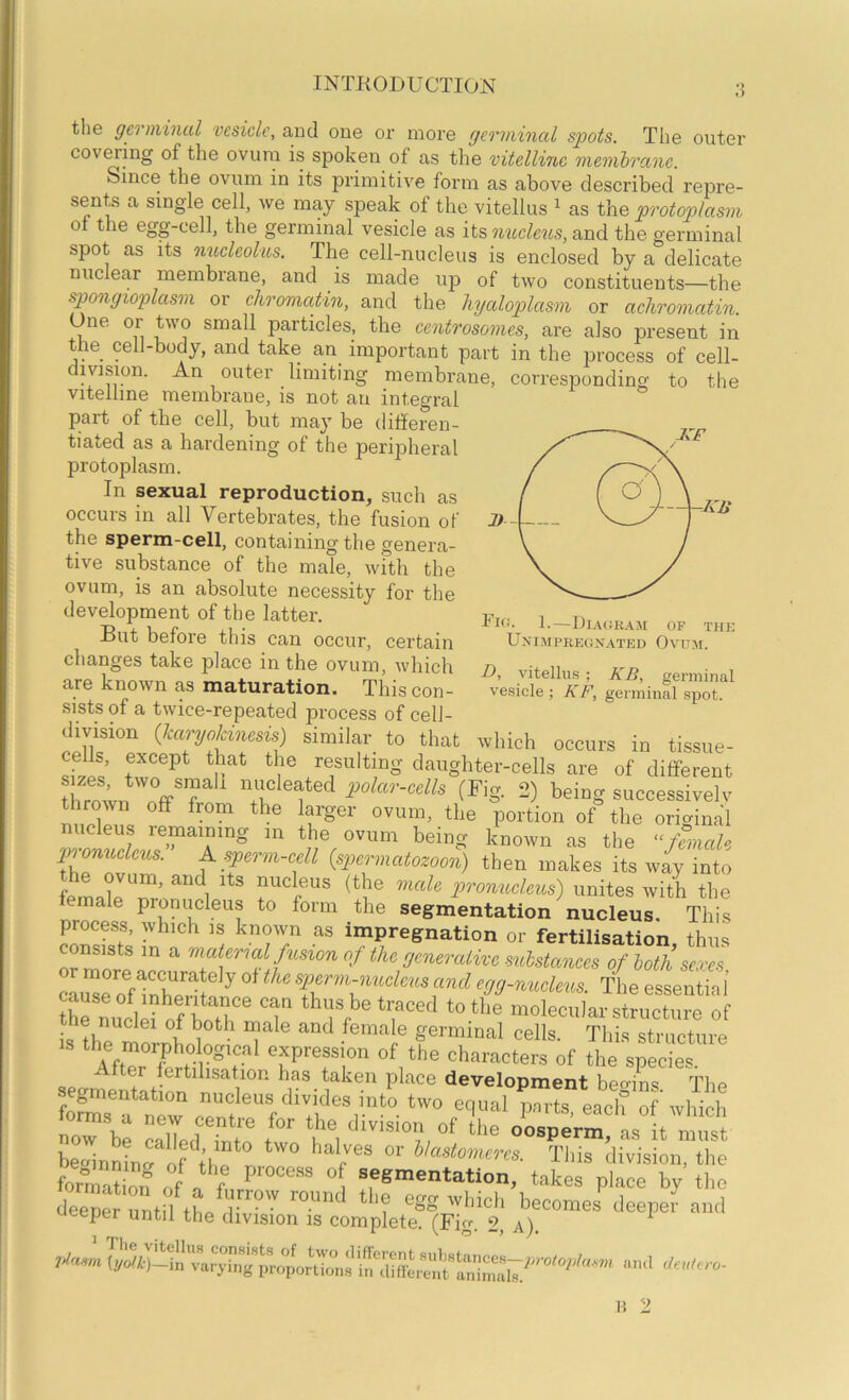 8 tlie germinal vesicle, and one or more germinal spots. The outer covering of the ovum is spoken of as the vitelline membrane. Since the ovum in its primitive form as above described repre- sents a single cell, we may speak of the vitellus ^ as the protoplasm 01 the egg-cell, the germinal vesicle as iisnucleiis, and the germinal spot as its nucleolus. The cell-nucleus is enclosed by a delicate nuclear membrane, and is made up of two constituents—the spongioplasm or chromatin, and the hyaloplasm or achromatin One or two small particles, the centrosomes, are also present in the cell-body, and take an important part in the process of cell- division. An outer limiting membrane, corresponding to the vitelline membrane, is not an integral part of the cell, but may be differen- tiated as a hardening of the peripheral protoplasm. In sexual reproduction, such as occurs in all Vertebrates, the fusion of the sperm-cell, containing the genera- tive substance of the male, with the ovum, is an absolute necessity for the development of the latter. But before this can occur, certain changes take place in the ovum, which are known as maturation. This con- sists of a twice-repeated process of cell- division {Icarye^cinesis) similar to that which occurs in tissue- cells, except that the resulting daughter-cells are of different thrown Tff-T ^\^!fleated polar-cells (Fig. 2) being successivelv n,ipZ?« ^ vortion of the original nucleus remaining in the ovum being known as the “female gjo onucleus. K sperm-cell {spermatozoon) then makes its way into fernalJTA^ 1 pronudeus) unites with the ale pronucleus to form the segmentation nucleus. This process, which is known as impregnation or fertilisation thus consists in a raaterial fusion of the generative suhstaoice^ of both sexes cai^e onXe/!^ ^ and egg-nucleus. The essentia 1 Se nuclefo^^^^^^^^^ 'Z molecular structure of the nuclei of both inale and female germinal cells. This structure ^fP^ession of the characters of the species, fertilisation has taken place development begins The wi2h now be Llled Zte i oosperm, as it must beainninrort’l e This division, the formaS of a ^ segmentation, takes place by the and D, vitellus ; KB, germinal vesicle ; KF, germinal spot.