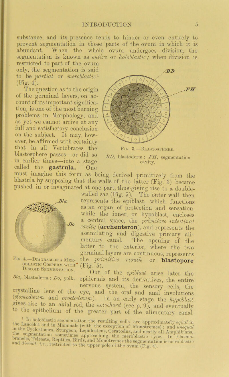 ,..FS substance, and its presence tends to hinder or even entirely to prevent segmentation in those parts of the ovum in which it is abundant. When the wUole ovum undergoes division, the segmentation is known as entire or holohlastic; when division is restricted to part of the ovum only, the segmentation is said to be 'partial or 'nieroblastic ^ (Fig. 4). _ The question as to the origin of the germinal layers, on ac- count of its important significa- tion, is one of the most burning problems in Morphology, and as yet w^e cannot arrive at any full and satisfactory conclusion on the subject. It may, how- ever, be affirmed with certainty that in all Vertebrates the blastosphere passes—or did so in earlier times—into a stage called the gastrula. One must imagine this form as being derived primitively from the blastula by supposing that the walls of the latter (Fig. 3) became pushed in or invaginated at one part, thus giving rise to a double- walled sac (Fig. 5). The outer wall then represents the epiblast, which functions as an organ of protection and sensation, while the inner, or hypoblast, encloses a central space, the primitive intestinal cavity (archenteron), and represents the assimilating and digestive primary ali- mentary canal. The opening of the latter to the exterior, where the twm germinal layers are continuous, represents tl^e primitive mouth or blastopore Fig. 3.—Bl.\stosi>uerk. BD, blastoderm; FH, segmentation cavity. -Mo Fio. 4.—Di.\(;ram of.v ^Ier- OBL.\sTic Oosperm WITH* (Fio-. ,5) Di.scoid Seo.mext.\tiox. ^ '+ P j.1 -7 7 j • 7 Cut of tlie epiblast arise later the Bm, blastoderm; Do, yolk, epidermis and its derivatives, the entire nervous system, the sensory cells, the crystalline lens of the eye, and the oral and anal involutions {stamodeeum and proctodeeum). In an early stage the hypioUast pves rise to an axial rod, the notochord (see p. 9). and eventually 0 le epithelium of the greater part of the alimentary canal thP tM .segmentation tlie resulting cells are approximately equal in in thP in Mammals (with the exception of ^lonotremes) ; and unequal the Lepidostens, Ceratodus, and nearly all Amphibians, i'l'Pi’oiiching the meroblastic type. In Klasmo- anil <liHrn!,l *^'^*^**7 Monotremes the segmentation is meroblastic '» , restricted tf> the upper pole of the ovum (h^ig. 4).