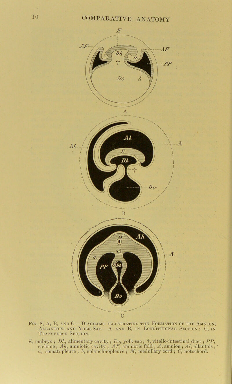 /tJ C Fic. 8, A, li, AND C.—Diagrams illustrating the Formation oe the Amnion, Allantois, and Yolk-Sac. A and B, in Longitudinal Section ; C, in Transverse Section. E, embryo ; D)i, alimentary cavity ; Do, yolk-sac ; +, vitello-iiitestinal duct; PP, cadome; Ah, amniotip cavity ; AF, amniotic fold ; A, amnion ; Al, allantois ;' a, soinatopleure ; b, splanclinopleurc ; Jil, medullary cord ; C, notochord.