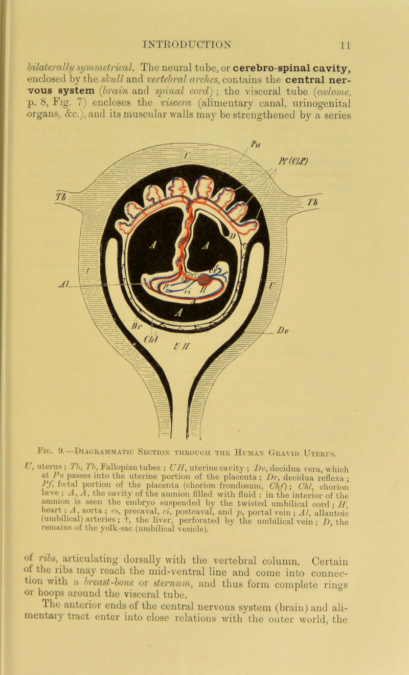 hilaicrally symmetrical. The neural tube, or cerebro-spinal cavity, enclosed by the skull and vertebral arches, contains the central ner- vous system (brain and spinal cord); the visceral tube icedome, p. 8, Fjg. 7) encloses the viscera (alimentary canal, urinogenital •organs, &c.),and its muscular walls may be strengthened by a series Fig. 9.—Diagka.m.matic Section through the Human Gkavio Uterus. U, uterus ; Th, Th, Fallopian tubes ; UH, uterine cavity ; Dv, decidua vera, which at Pn passes into the uterine portion of the placenta ; Dr, decidua retlexa ; PJ, fu-tal portion of the placenta (chorion frondosum, Chf); Chi, chorion la.-ve ; A, A, the cavity of the amnion filled with fluid : in the interior of the amnion is seen the embrj'o suspended by the twisted umbilical cord; H, heart aorta ; ex, prccaval, ci, po.stcaval, and 2>, portal vein ; Al, allantoic (uml>ilical) arteries ; +, the liver, perforated by the umbilical vein : D, the remains of the j'olk-sae (umbilical vesicle). ol n'Zis, articulating dorsally with the vertebral column. Certain of the ribs may reach the mid-ventral line and come into connec- tion with a hreast-bone or sternum, and thus form complete rings or hoops around the visceral tube. ° Ihe anterior ends of the central nervous system (brain) and ali- mentary tract enter into close relations with the outer world, the