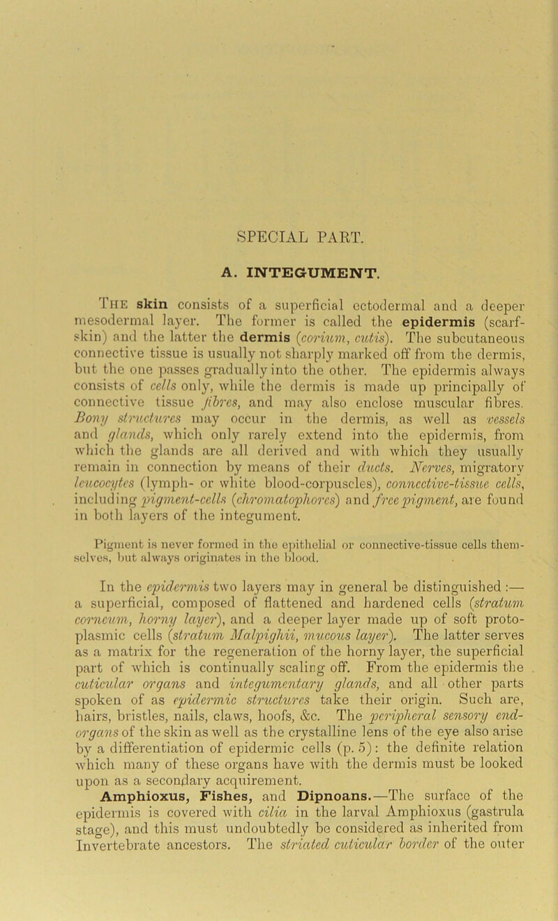 SPECIAL PART. A. INTEGUMENT. The skin consists of a superficial ectodermal and a deeper mesodermal layer. The former is called the epidermis (scarf- skin) and the latter the dermis {co't'ium, cutis). The subcutaneous connective tissue is usually not sharply marked off from the dermis, but the one passes gradually into the other. The epidermis always consists of cells only, while the dermis is made up principally of connective tissue Jihrcs, and may also enclose muscular fibres. Bony structures may occur in the dermis, as well as vessels and glands, which only rarely extend into the epidermis, from wliich the glands are all derived and with which they usually remain in connection by means of their ducts. Nerves, migratory leueoeytes (lymph- or white blood-corpuscles), eonncctive-tissue cells, mcluLWug 2ngnient-cells (chroniatophorcs) and free pigment, found in both layers of the integument. Pijjment is never formed in tlie ej)itlielial or connective-tissue cells them- selves, but always originates in tlie blood. In the epidermis two layers may in general be distinguished :— a superficial, composed of flattened and hardened cells (stratum corneum, horny layer), and a deeper layer made up of soft proto- plasmic cells (strahim Malpighii, muco^LS layer). The latter serves as a matrix for the regeneration of the horny layer, the superficial part of which is continually scaling off. From the epidermis the cuticular organs and integumentary glands, and all other parts spoken of as epidermic structures take their origin. Such are, hairs, bristles, nails, claws, hoofs, &c. The peripheral sensory end- organs the skin as well as the crystalline lens of the eye also arise by a differentiation of epidermic cells (p. 5): the definite relation which many of these organs have with the dermis must be looked upon as a secondary acquirement. Amphioxus, Fishes, and Dipnoans.—The surface of the epidermis is covered with cilict in the larval Amphioxus (gastrula stage), and this must undoubtedly be considered as inherited from Invertebrate ancestors. The striated euticular border of the outer