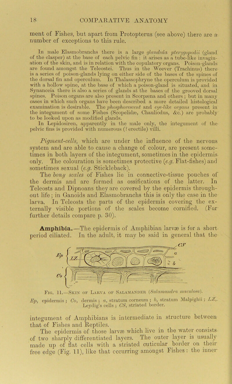 ment of Fishes, but apart from Protopterus (see above) there are a number of exceptions to this rule. In male Elasmobranchs there is a large glandula pterygopodii (gland of the clasper) at the base of each pelvic lin : it arises as a tube-like invagin- ation of tlie skin, and is in relation with the copulatory organs. Poison-glands are found amongst the Teleostei. Thus in the Weever (Tracliinus) there is a series of poison-glands lying on either side of the bases of the spines of the dorsal fin and operculum. In Thalassophryne the operculum is provided with a liollow spine, at the base of wliich a poison-gland is situated, and in Synanceia tliere is also a series of glands at the bases of the grooved dorsal spines. Poison organs are also present in Scorptena and others ; but in many cases in which such organs have been described a more detailed histological examination is desirable. The phosphorencent and eye-lilie organs present in the integument of some Fislies (Scopelidie, Chauliodus, etc.) are probably to be looked u])on as modified glands. In Lepidosiren, ap])arently in tlie male only, the integument of the pelvic fins is provided Avitli numerous (? erectile) villi. Figmcnt-cells, wbicb are under tbe influence of tlie nervous system and are able to cause a change of colour, are present some- times in both layers of tbe integument, sometimes in tbe epidermis only. Tbe colouration is sometimes protective (e.g. Flat-fisbes) and sometimes sexual (e.g. Stickleback). The bong scales of Fisbes lie in connective-tissue pouches of tbe dermis and are formed as ossifications of the latter. In Teleosts and Dipnoans they ax'e covered by tbe epidermis through- out life; in Ganoids and Elasmobranchs this is only tbe case in the larva. In Teleosts tbe parts of tbe epidermis covering tbe ex- ternally vi.sible portions of the scales become cornified. (For further details compare p. 30). Amphibia.—Tlie epidermis of Amphibian larvae is for a short period ciliated. In tbe adult, it may be said in general that the- Ep Co Fio. 11.—Skix of Larva of Salamander (Sakwiandra maculosa). Ep, epidei’mi.s ; Co, dermis ; a, stratum corneum ; h, stratum Malpigliii ; LZ,. Leydig’s cells ; CS, striated border. integument of Amphibians is intermediate in structure between that of Fishes and Reptiles. Tbe epidermis of those larvae which live in tbe water consists of two sharply differentiated layers. Tbe outer layer is usually made up of flat cells with a striated cuticular border on their free edge (Fig. 11), like that occurring amongst Fisbes : tbe inner