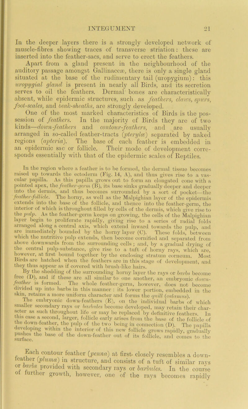 In the deeper layers there is a strongly developed network of muscle-fibres showing traces of transverse striation; these are inserted into the feather-sacs, and serve to erect the feathers. Apart from a gland present in the neighbourhood of the auditory passage amongst Gallinacese, there is only a single gland situated at the base of the rudimentary tail (uropygium): this uropygial gland is present in nearly all Birds, and its secretion serves to oil the feathers. Dermal bones are characteristically absent, while epidermic structures, such as feathers, claivs, spurs, foot-scales, and bealc-shcaths, are strongly developed. One of the most marked characteristics of Birds is the pos- session of feathers. In the majority of Birds they are of two kinds—downfeatliers and contour-feathers, and are usually arranged in so-called feather-tracts {pterylcc) separated by naked regions {apteria). The base of each feather is embedded in an epidennic sac or follicle. Their mode of development corre- sponds essentially with that of the epidermic scales of Eeptiles. In the region where a feather is to be forniod, the dermal ti.s.sue becomes rai.sed up towards the ectoderm (Fig. 14, A), and thus gives rise to a vas- cular papilla. As this pa])illa grows out to form an elongated cone with a pointed apex, the feather-germ (B), its base sinks gradually deeper and deeper into the deruiLs, and thus becomes surrounded by a sort of jjocket—the feather-follicle, llie horny, as well as the Malpighian layer of the epidermis extends into the base of the follicle, and thejice into the feather-germ, the interior of which is throughout hlled by cells of the dermis, which give rise to t\\e pulp. As the feather-germ keeps on growing, the cells of the Malpighian layer begin to proliferate rapidly, giving rise to a series of radial “folds arranged along a central axis, which extend inward towards the puli), are immediately bounded by the horny layer (C). These folds, between which the nutritive pidp extends, then become cornitied and separated from above downwards from the surrounding cells ; and, by a gradual drying of the central pulp-substance, give rise to a tuft of horny rays, which are, hfpvever, at first bound together by the enclosing stratum corneum. IMost Birds are hatched when the featliers are in this stage of development, and they thus appear as if covered with brush-like hairs. By the shedding of the surrounding liorny layer the rays or harha become free CD), and if the.se are all .similar to one another, an embryonic doivn- feather is feymed. The wliole feather-germ, however, does not become divided up into barbs in this manner : its lower portion, eml)edded in the .skin, retains a more uniform character and forms the qnill (cabnuna). The embryonic dowu-featliers (E), on tlie individual barbs of which smaller secondary rays or harlmlea liecome develojied, may retain their char- acter as such throughout life or may l)e replaced liy definitive feathers. In this &ase a second, larger, follicle early arises from the base of the follicle of the clown-feather, the pulj) of the two being in connection (U). 'riie papilla developing within the interior of tliis new follicle grows raiiidly, .rradually .surface down-feather out of its follicle, and comes to tlie 4 contour featlier {penna) at first- closely resembles a down- leather [plnma) in structure, and comsists of a tuft of similar rays or barbs provided with secondary rays or harhules. In the course 0 ur ler giowth, however, one of the rays becomes rapidly