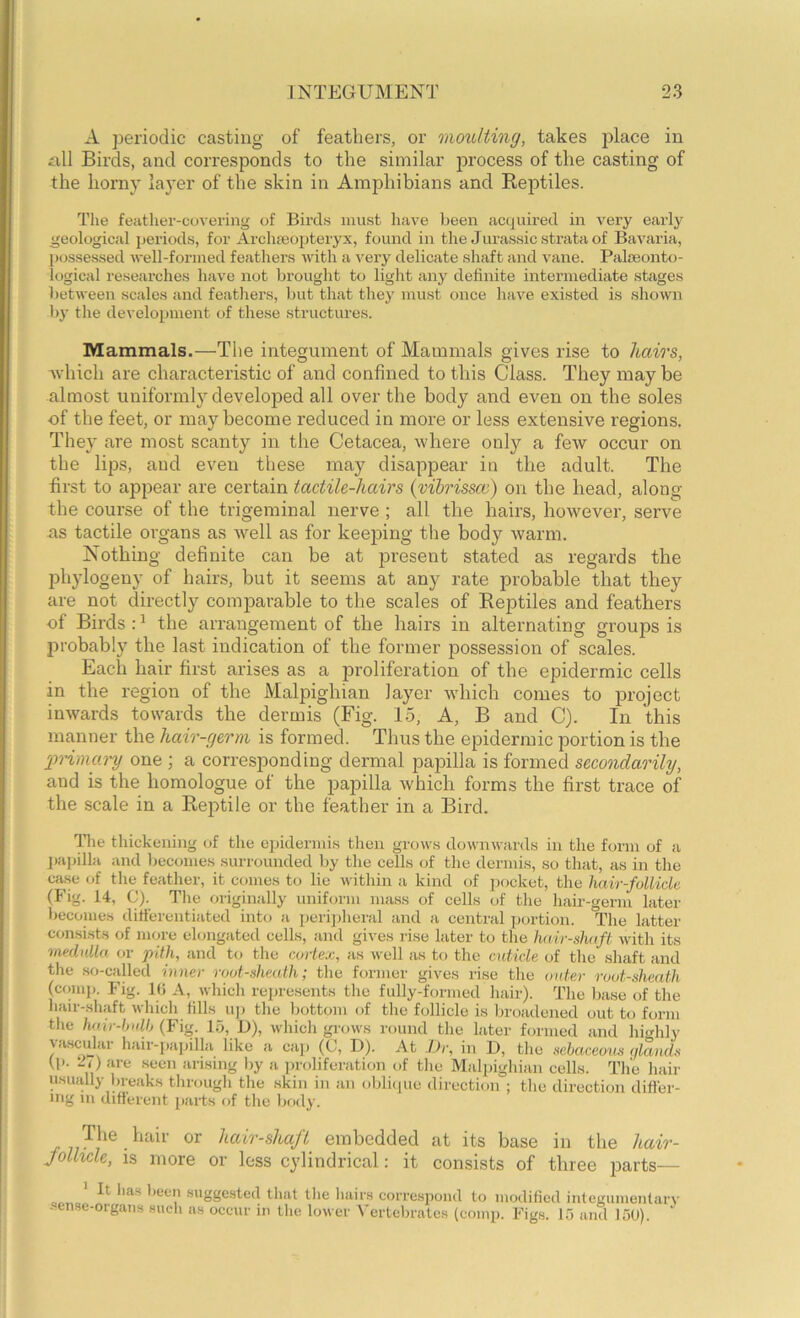 A periodic casting of feathers, or moulting, takes place in £.rll Birds, and corresponds to the similar process of the casting of the horny layer of the skin in Amphibians and Reptiles. The featlier-covering of Birchs must have been acquired in very early geological periods, for Archteopteryx, found in the Jurassic strata of Ba%'aria, ])ossessed well-formed feathers with a very delicate shaft and vane. Palaeonto- logical researches have not brought to light any definite intermediate stages between scales and feathers, but that they must once have existed is shown by the development of these structures. Mammals.—The integument of Mammals gives rise to hairs, which are characteristic of and confined to this Class. They may be almost uuiforml}^ developed all over the body and even on the soles of the feet, or may become reduced in more or less extensive regions. They are most scanty in the Cetacea, where only a few occur on the lips, and even these may disappear in the adult. The first to ajDpear are certain tactile-hairs (vilrisscc) on the head, along the course of the trigeminal nerve ; all the hairs, however, serve ns tactile organs as well as for keeping the body warm. Nothing definite can be at present stated as regards the phylogeny of hairs, but it seems at any rate probable that they are not directly comiDarable to the scales of Reptiles and feathers of Birds : ^ the arrangement of the hairs in alternating groups is probably the last indication of the former possession of scales. Each hair first ai’ises as a proliferation of the epidermic cells in the region of the Malpighian layer which comes to project inwards towards the dermis (Fig. 15, A, B and C). In this manner the hair-germ is formed. Thus the epidermic portion is the irrimary one ; a corresponding dermal papilla is formed secondarily, and is the homologue of the papilla which forms the first trace of the scale in a Reptile or the feather in a Bird. The thickening of the epidermis then grows downwards in the form of a ])apilla and becomes surrounded by the cells of the dermis, so that, as in the case of the feather, it comes to lie within a kind of pocket, the hair-follicle (Fig. 14, C). Tlie origimilly uniform mass of cells of the hair-germ later becomes ditferentiated into a peri])lieral and a central portion. The latter consists of more elongated cells, and gives rise later to the ha ir-nhaft with its tnednlla or pith, and t(j the cortex, as well as to the cuticle of the shaft and the .so-called inner root-sheath; the former gives rise tlie outer root-sheath (ccmij). Fig. K) A, which represents tlie fully-formed hair). The base of the hair-shaft whicli fills uji the bottom of the follicle is broadened out to form tlie hnir-hulh (Fig. 15, B), which grows round the later formed and hif^hly %asculai hair-iiapilla like a caji (C, D). At Dr, in U, the sebaceous (jlcuids (p. are seen arising by a proliferation of the Malpighian cells. The hair usually breaks through the skin in an oblicpie direction ; the direction differ- ing 111 diflerent parts of the body. /iair-s7ta//! embedded at its base in the hair- Jotlwle, is more or less cylindrical: it consists of three parts— * It has been .suggested that the hairs correspond to modified inteKiiiiientarv sense-organs such as occur in the lower t'ertebrates (comp. Figs. 15 and 15U).