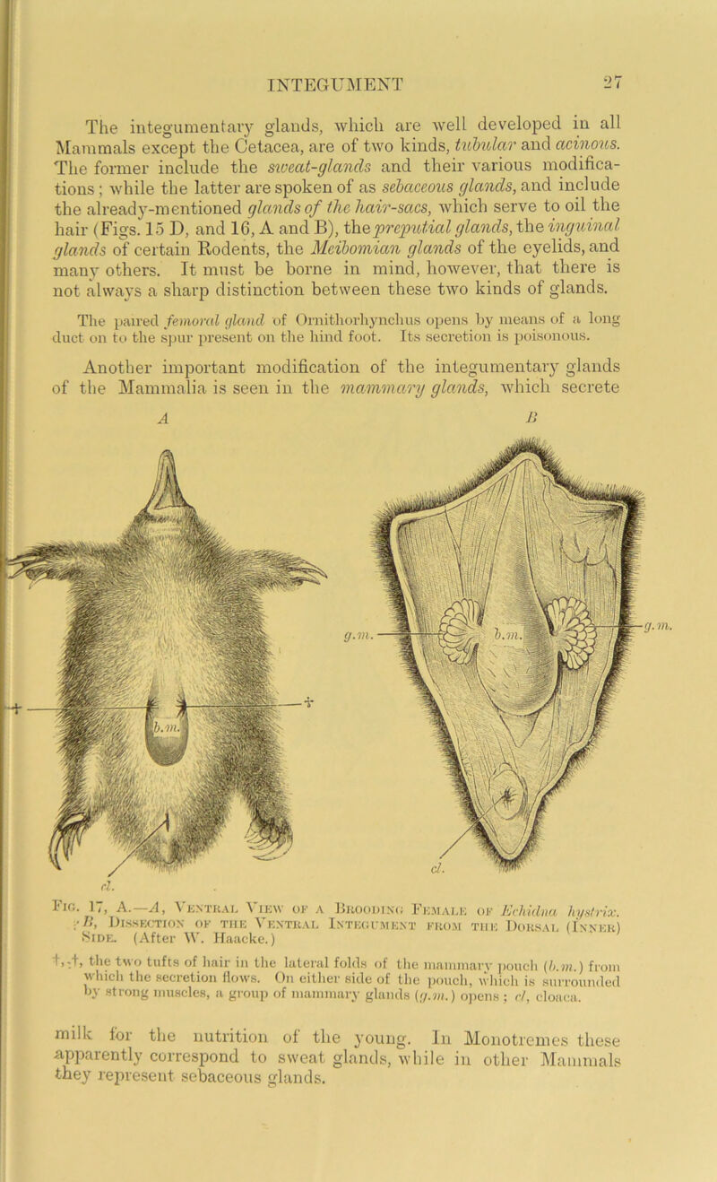 The integumentaiy glands, which are well developed in all Mammals except the Cetacea, are of two kinds, hibidar and acinous. The former include the sxocat-glands and their various modifica- tions ; while the latter are spoken of as sebaceous glaxids, and include the already-mentioned glctndsof the hair-sacs, Avhich serve to oil the hair (Figs. 15 D, and 16, A and B), prcpxdial glands, the inguinal glands of certain Rodents, the Meibomian glands of the eyelids, and many others. It must be borne in mind, however, that there is not always a sharp distinction between these two kinds of glands. Tlie paired femoral (fland of Ornitliorhynchus opens by means of a long duct on to the sjjur jiresent on tlie hind foot. Its secretion is poisonous. Another important modification of the integumentaiy glands of the Mammalia is seen in the mammary glaxids, which secrete A 11 d. Fin. 17, A.—A, \'K.vrKAL Vikw of a IIkoodinc; Fk.ualk of Echidna hy^lrix. cll, Disskotion of the Vkxtkae Inteoi-ment from the Doksae (Inwer) SiDiE (After W. Haacke.) the t«o tufts of hair in the lateral folds of the niammarv jioueh (h.m.) from which the secretion (lows. On either side of the pouch, which is surrounded by strong muscles, a group of mammary glands {;/.vi.) ojiens ; d, cloaca. milk for the nutrition of the young. In Moiiotremes these apparently correspond to sweat glands, while in other Mammals they represent sebaceous glands. ff- m.