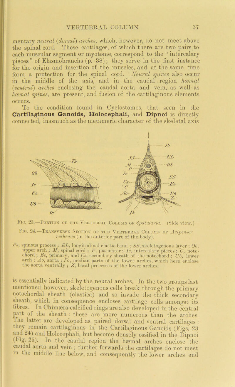 inentary nmral {dorsal) arches, which, however, do not meet above the spinal cord. These cartilages, of which there are two pairs to each muscular segment or myotome, correspond to the “ intercalary pieces of Elasmobranchs (p. 38); they serve in the first instance for the origin and insertion of the muscles, and at the same time form a protection for the spinal cord. Neural spines also occur in the middle of the axis, and in the caudal region Immal {ventral) arches enclosing the caudal aorta and vein, as well as hannal spines, are present, and fusion of the cartilaginous elements occurs. To the condition found in Cyclostomes, that seen in the Cartilaginous Ganoids, Holocephali, and Dipnoi is directly connected, inasmuch as the metameric character of the skeletal axis Fi(i. 23.—PoKTiox OF THE Vektei!KAE COLUMN oe dj/ultt/aria. (Side view.) Fi<!. 24.—Tr.ansverse Section of the Vertebral Column of rutheuwi (iu the anterior part of the body). Pf, .spinou.s proces.s ; EL, longitudinal elastic band ; SS, skeletogenous laj’er ; Oh, upper arch ; M, spinal cord ; P, pia mater ; Ic, intercalary pieces ; C, noto- chord ; Ee, primary, and Cv, secondary sheath of the notochord ; Ub, lower arch ; .4o, aorta ; Eo, median pai’ts of tlie lower arches, whicli here enclose the aorta ventrally ; Z, basal processes of the lower arches. is essentially indicated by the neural arclies. In the two groups last mentioned, however, skeletogenous cells break through the primary notochordal sheath (elastica) and so invade the thick secondary sheath, which in consequence encloses cartilage cells amongst its fibres. In Chimsera calcified rings are also developed in the central part of the sheath : these are more numerous than the arches. The latter are developed as paired dorsal and ventral cartilages : they^ remain cartilaginous in the Cartilaginous Ganoids (Figs. 23 and 24)^ and Holocephali, but become densely ossified in the Dipnoi (Fig. 25). In the caudal region the haemal arches enclose the caudal aorta and vein; further forwards the cartilages do not meet in the middle line below, and consequently the lower arches end