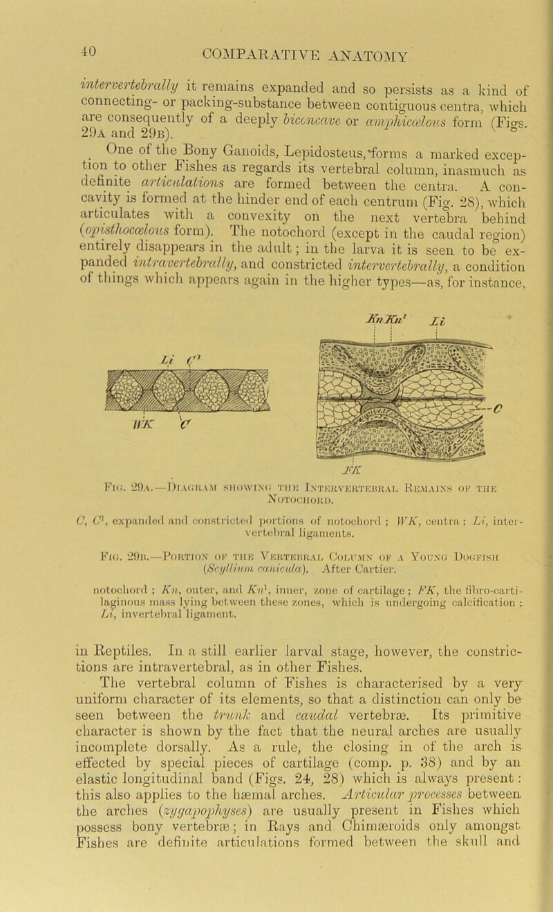 intervertehrally it remains expanded and so persists as a kind of connecting- or packing-substance between contiguous centra, which are consequently of a deeply biconcave or amphiccelous form (Fio-s 29a and 29b). ^ ® ^ One of the Bony Ganoids, Lepidosteus,*forms a marked excep- tion to other Fishes as regards its vertebral column, inasmuch as definite aTticiolaiions are formed between the centra. A con- cavity is formed at the hinder end of each centrum (Fig. 28), which articulates with a convexity on the next vertebra behind {opistliocodous form). Ihe notochord (except in the caudal region) entirely disap23ears in the adult; in the larva it is seen to be ex- panded intvavcTtcbTally, and constricted intcvvc'rtcbvally, a condition of things which appears again in the higher tyj3e.s—as, for instance, zi C TK j Kl(!. iOA. — l)l.\(iHAM .Sll(l\VIN<i TIIIO I.VrKRVKHTKIiHAn Rk.MAJN.S OF TIIK 5 NoTOOHOHI). I % V, C‘, expandcil and wnistrictcd jmrtions of notodioid ; \VK, centra ; Li, intei - vertebral liganient.s. i Fid. 2!)is.—Portion' of tiik Viortkiirar (Joirimn of a Youno Doiifisu * (Sci///iiuii rauiai/a). After Cartiei’. ^ notochord ; Kn, outei', and Kn\ inner, /.one of cartilage; FK, the libro-carti- la^jinous inaHS lying between the.se /.ones, which is undergoing calcification : ; Li, invertebral ligament. « in Reptiles. In a still earlier larval stage, however, the constric- tions are intravertebral, as in other Fishes. The vertebral column of Fishes is characterised by a very uniform character of its elements, so that a distinction can only be seen between the trunk and caudal vertebrae. Its primitive character is shown by the fact that the neural arches are usually incomplete dorsally. As a rule, the closing in of the arch is . effected by special pieces of cartilage (comp. p. 38) and by an p elastic longitudinal band (Figs. 24, 28) which is always iDresent: M this also applies to the haemal arches. Articular processes between ^ the arches {zyyapophyscs) are usually present in Fishes which J possess bony vertebrae; in Rays and Chimaeroids only amongst v Fishes are definite articulations formed between the skull and