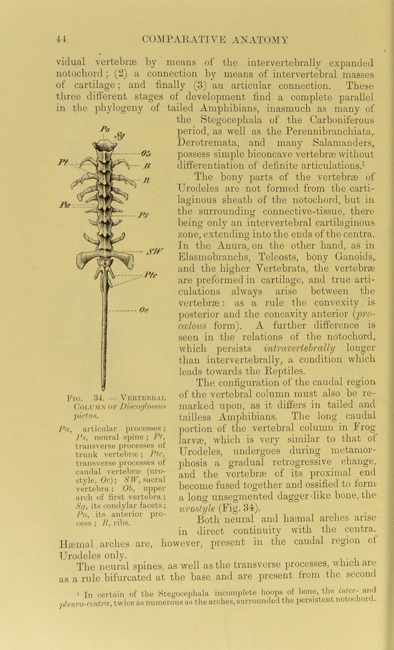 Sir V t*fc vidual vertebrae by means of the iutervertebrally expanded notochord ; (2) a connection by means of intervertebral masses of cartilage; and finally (3) an articular connection. These three different stages of development find a complete parallel in the phylogeny of tailed Amphibians, inasmuch as many of the Stegocephala of the Carboniferous period, as well as the Perennibranchiata,. Derotremata, and many Salamanders, possess simple biconcave vertebrae without differentiation of definite articulations.^ The bony parts of the vertebrae of Urodeles are not formed from the carti- laginous sheath of the notochord, but in the surrounding connective-tissue, there being oidy an intervertebral cartilaginous zone, extending into the ends of the centra. In the Anura, on the other hand, as in Elasmobranchs, Teleosts, bony Ganoids, and the higher Vertebrata, the vertebrae are preformed in cartilage, and true arti- culations always arise between the vertebrae: as a rule the convexity is posterior and the concavity anterior (pro- ccelotis form). A further difference is seen in the relations of the notochord, which persists intravertehrally longer than iutervertebrally, a condition which leads towards the Reptiles. The configuration of the caudal region of the vertebral column must also be re- marked upon, as it differs in tailed and tailless Ampliibians. The long caudal portion of the vertebral column in Frog^ larvae, which is very similar to that of Urodeles, undergoes during metamor- phosis a gradual retrogressive change,, and the vertebrae of its proximal end become fused together and ossified to fornr a long unsegmented dagger dike bone, the- itrosiyle (Fig- 34). Both neural and haemal arches arise in direct continuity with the centra.^ Haemal arches are, however, present in the caudal region of Urodeles only. The neural spines, as well as the transverse processes, which are a rule bifurcated at tbe base and are present from the second Fic. :u. — VicKTKim.u, (joUJMN OK Dixcon/OSHKK pir/iiti. !‘a, articular processe.s; /’.s, neural .spine ; transverse proces.ses of trunk vertelme ; transverse processes of caudal vertelirib (uro- style, Oc); S IF, sacral vertebra; Oh, upper arch of first vertebra ; Sif, its condylar facets; 1*0, its anterior pro- cess ; R, ribs. as pltur ‘ In certain of the Stegocephala incomplete lioops of bone, the inUr- and iiro-cmlra, twice as numerous as tlie arches, surrounded the persistent notoclioii .