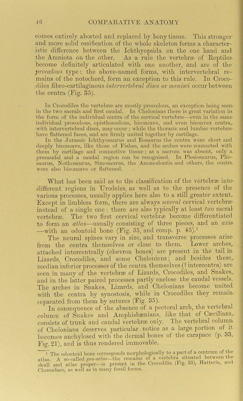 comes entirely aborted and replaced by bony tissue. This stronger- and more solid ossification of the whole skeleton forms a character- istic difference between the Ichthyopsida on the one hand and the Amniota on the other. As a rule the vertebrae of Reptiles- become definitely articulated with one another, and are of the 'procodou^ fyp® • above-named forms, Avith intervertebral re- mains of the notochord, form an exception to this rule. In Croco- diles fibro-cartilaginous di&cs ox menisci occur between the centra (Fig. 35). Ill Crocodiles the vertelme are mostly jirocoelous, an exception being seeiii in tlio two sacrals and first caudal. In Chelonians there is great variation in tlie form of the individual centra of tlie cervical verteln’ie—even in the same individual jirocielous, ojiistliocielous, liiconcave, and even biconvex centra,, witii intervertebral discs, may occur ; wliile tlie thoracic and lumbar vertebra; j liave flattened faces, and are firmly united together by cai’tilage. j In the .Jurassic Iclitliyosaurus and Eosaurus the centra ivere short and \ deeply biconcave, like those of Fishes, and the arches ivere connected ivith A them by cartilage and connective tissue ; as a sacrum was absent, only a ; precaudal and a caudal region can be recognised. In Plesiosaurus, Plio- . saurus, Nothosaurus, Simosaiirus, the Anomodontia and others, the centra . were also biconcave or flattened. I What has been said as to the classification of the vertebrjB iiitO' • different regions in Urodeles, as well as to the presence of the various processes, u.sually applies here also to a still greater extent.. Except in limbless form, there are always several cervical vertebrae instead of a single one : there are also typically at least two sacral vertebrae. The two first cervical vertebrae become differentiated to form an atlas—usually consisting of three pieces, and an axis- —with an odontoid bone (Fig. 35, and comp. jd. 4>o)} The neural spines vary in size, and transverse processes arise from the centra themselves or close to them. Lower arches,, attached intercentrally (chevron bones) are present in the tail in Lizards, Crocodiles, and some Chelonians; and besides these,, median inferior processes of the centra themselves (? intercentra) are seen in many of the vertebrae of Lizards, Crocodiles, and Snakes,, and in the latter paired processes partly enclose the caudal vessels, 'fhe arches in Snakes, Lizards, and Chelonians become united. Avith the centra by synostosis, while in Crocodiles they remain, separated from them by sutures (Fig. 35). In consequence of the absence of a pectoral arch, the vertebral column of Snakes and Amphisbaenians, like that of Caecilians,. consists of trunk and caudal vertebrae only. The vertebral column of Chelonians deserves particular notice as a large portion of it becomes anchylosed with the dermal bones of the carajface (p. 33,. Fig. 21), and is thus rendered immovable, ^ Tlie odontoid bone corre.sponds morphologically to a part of a centrum of the- atla.s. A so-called pro-a^/a-s—the remains of a vertebra situated between the- skull and atlas proper—is present in the Crocodilia (Fig. 35), Hatteria, ami Chaimelaeo, as well as in many fossil forms.
