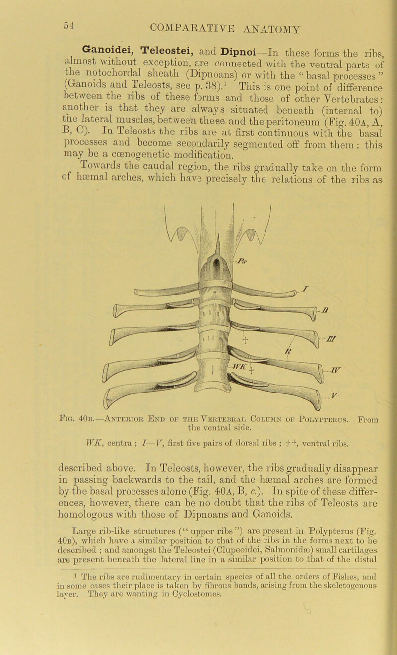 Ganoidei, Teleostei, and Dipnoi—In these forms the ribs, almost without exception, are connected with the ventral parts of the notochordal sheath (Dipnoaiis) or with the “ basal processes ” (Ganoids and Teleosts, see p. :J8)d This is one point of difference between the ribs of these forms and those of other Vertebrates: another is that they are always situated beneath (internal to) tiie lateral muscles, between these and the peritoneum (Fig. 40a, A, B, C). In Teleosts the ribs are at first continuous with the basal piocesses and become secondai'ily segmented off from them; this may be a coenogenetic modification. Towards the caudal region, the ribs gradually take on the form of hannal arches, which have precisely the relations of the ribs as Fig. 40ij.—Antkrioh End ok tuk Vektkhkal Column of Polypterus. From the ventral side. irA, eentra ; I—P, first five pairs of doi’sal ribs ; f+, ventral ribs. described above. In Teleosts, however, the ribs gradually disappear in passing backwards to the tail, and the hoemal arches are formed by the basal processes alone (Fig. 40a, B, c.). In spite of these differ- ences, however, there can be no doubt that the ribs of Teleosts are homologous with those of Dipnoans and Ganoids. Large rib-like structures (“ upper ribs ”) are present in Polypterus (Fig. 40b), which have a similar position to that of the ribs in tlie forms next to be described ; and amongst the Teleostei (Clupeoidei, Salmonidm) small cartilages are present beneath the lateral line in a similar position to tliat of the distal 1 The ribs are rudimentary in certain species of all tlie orders of Fishes, and in some cases their place is taken by fil)rous bands, arising from the skeletogenous layer. They are wanting in C3'clostomes.