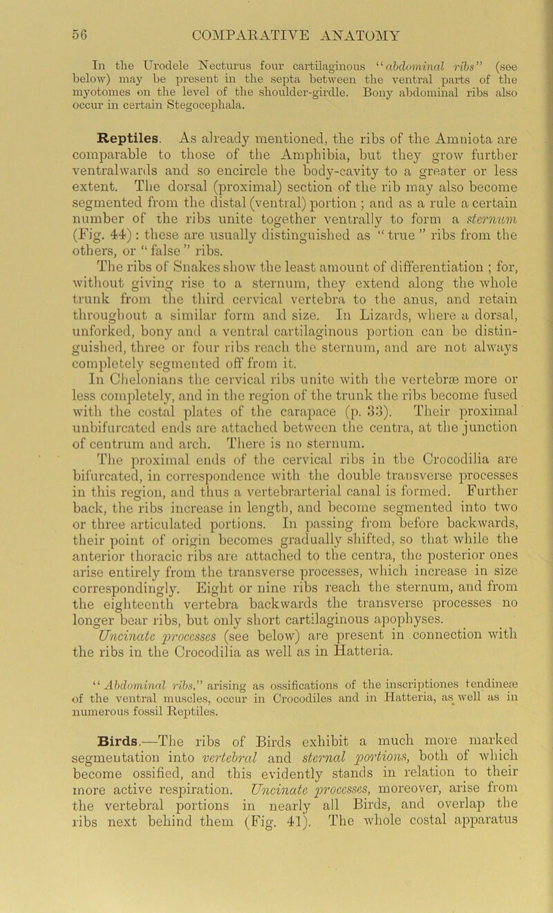 In the Urodele Necturus four cartilaginous ^‘ahdominal ribs” (see below) may be present in the septa between the ventral pai-ts of the myotonies on the level of the shoulder-girdle. Bony abdominal ribs also occur in certain Stegocejihala. Reptiles. As already mentioned, tlie ribs of the Amniota are comparable to those of the Amphibia, but they grow further ventralwards and so encircle the bod}'^-cavity to a greater or less extent. The dorsal (proximal) section of the rib may also become segmented from the distal (ventral) portion ; and as a rule a certain number of the ribs unite together ventrally to form a stermovi (Fig. 44): these are usually distinguished as “true ” ribs from the others, or “false” ribs. The ribs of Snakes show the least amount of differentiation ; for, without giving rise to a sternum, they extend along the whole trunk from the third cervical vertebra to the anus, and retain throughout a similar form and size. In Lizards, where a dorsal, unforked, bony and a ventral cartilaginous ]3ortion can bo distin- guished, three or four ribs reach the sternum, and are not always completely segmented off from it. In Clielonians the cervical ribs unite with the vertebrae more or less completely, and in the region of the trunk the ribs become fused with the costal plates of the carapace (p. 33). Their proximal unbifurcated ends are attached between the centra, at the junction of centrum and arch. There is no sternum. The proximal ends of the cervical ribs in the Crocodilia are bifurcated, in correspondence with the double transverse processes in this region, and thus a vertebrarterial canal is formed. Further back, the ribs increase in length, and become segmented into two or three articulated portions. In passing from before backwards, their point of origin becomes gradually shifted, so that while the anterior thoracic ribs are attached to the centra, the posterior ones arise entirely from the transverse processes, which increase in size correspondingly. Eight or nine ribs reach the sternum, and from the eighteenth veiTebra backwards the transverse processes no longer bear ribs, but only short cartilaginous apophyses. Uncinate iJvoccsses (see below) are present in connection with the ribs in the Crocodilia as well as in Hatteria. Abdominal ri6s,” arising as ossifications of the in.scriptiones tendineje of the ventral muscles, occur in Crocodiles and in Hatteria, as^ well as in numerous fossil Rejitiles. Birds.—The ribs of Birds exhibit a much more marked segmentation into vertebral and sternal 'portions, both of which become ossified, and this evidently stands in relation to their more active respiration. Uncinate proeesses, moreover, arise from the vertebral portions in nearly all Birds, and overlajo the ribs next behind them (Fig. 41). The whole costal apparatus