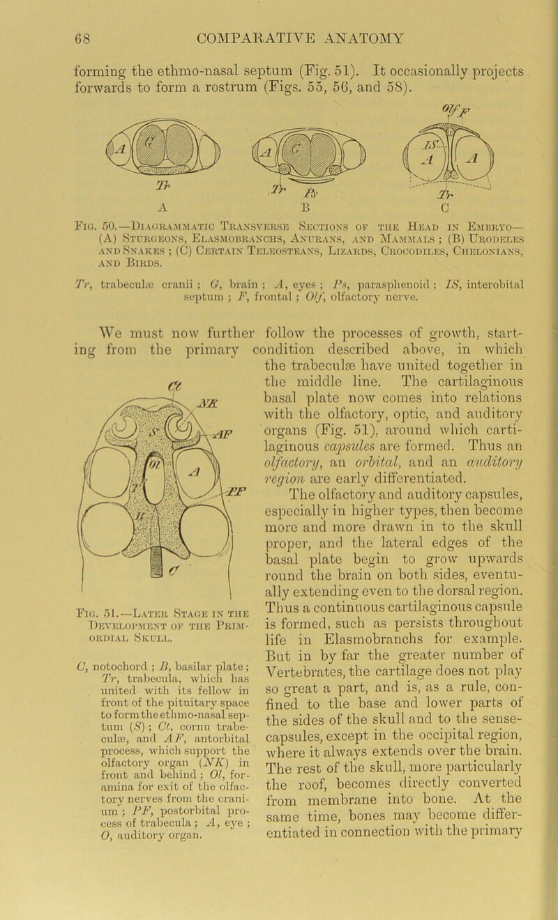 formiog the ethmo-nasal septum (Fig. 51). It occasionally projects forwards to form a rostrum (Figs. 55, 56, and 58). 07fj^ Fio. 50.—Diagr.vsimatic Transverse Sections of the Head in Embryo— (A) Sturgeons, Elasmohranciis, Anurans, and Mammals ; (B) Urodeles and Snakes ; (C) Certain Teleosteans, Lizards, Crocodiles, Chelonians, and Birds. 7V, trabecuhu cranii ; G, brain ; A, eye.s ; P.<t, parasplienoid ; IS, interobital septum ; F, frontal; OIJ\ olfactory nerve. mg We must now further follow the processes of growth, start- from the primary condition described above, in which the trabeculae have united togetlier in the middle line. The cartilaginous basal plate now comes into relations with the olfactory, optic, and auditory organs (Fig. 51), around which carti- laginous cai^sules are formed. Thus an olfactory, an orbital, and an auditory region are early differentiated. The olfactory and auditory capsules, especially in higher types, then become more and more drawn in to the skull proper, and the lateral edges of the basal plate begin to g]-ow upwards round the brain on both sides, eventu- ally extending even to the dorsal region. Thus a continuous cartilaginous capsule is formed, such as pex’sists throughout life in Elasmobranchs for example. But in by far the greater number of Vertebrates, the cartilage does not play so great a part, and is, as a rule, con- fined to the base and lower parts of the sides of the skull and to the sense- capsules, except in the occipital region, where it always extends over the brain. The rest of the skull, more particularly the roof, becomes directly converted from membrane into bone. At the same time, bones may become differ- entiated in connection with the primary Fig. 51.—L.\ter Stage in the Development of the Prim- ordial Skull. C, notochord ; B, basilar plate; Tr, trabecula, which has united with its fellow in front of the pituitary space to form the ethmo-nasal sep- tum ((S’); Ct, cornu trabe- culte, and AF, antorbital process, which support the olfactory organ (NK) in front and behind; 01, for- amina for exit of the olfac- tory nerves from the crani- um'; PF, postoi’bital pro- cess of trabecula ; A, eye ; 0, auditory organ.