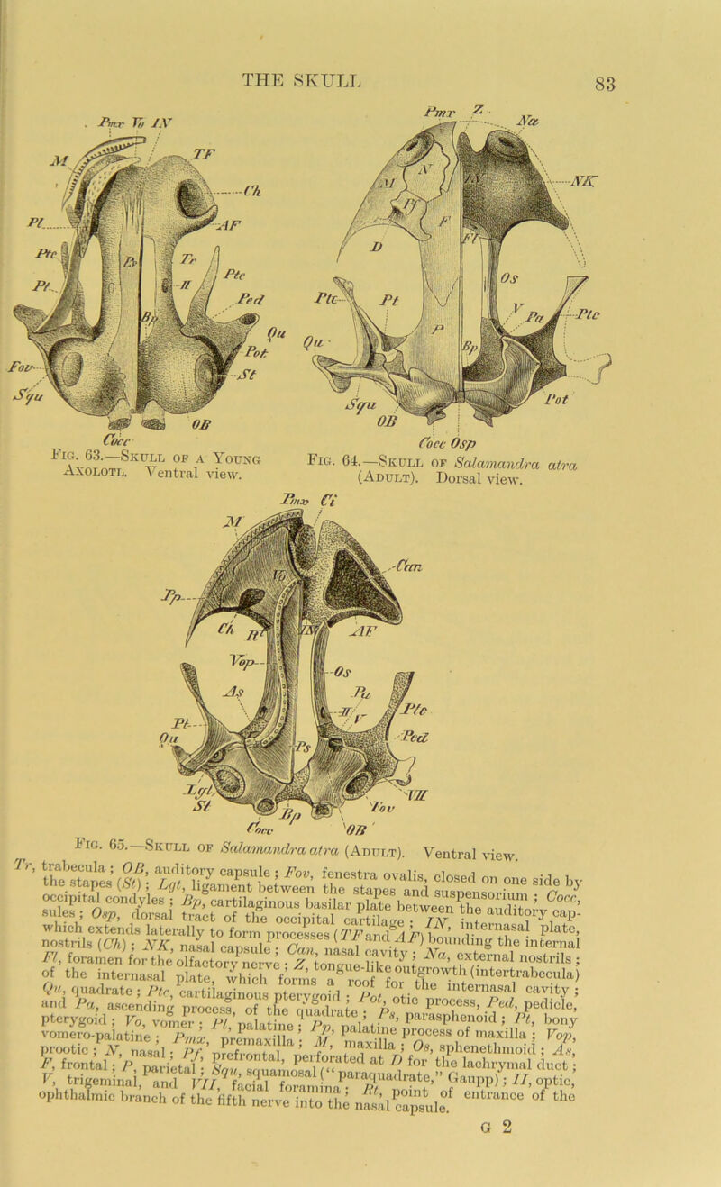 . iWr To jy Fig. 6.3.—Skull of a Young Axolotl. Ventral view. Cdec Osp Fig. 64.—Skull of Scdamandra atra (Adult). Dorsal view. Z/ni^ a riu. 00.—.■5KULL OF halaimiiwlra alva (Adult), Ventral view -t/, foramen for the olfactory nerve • f-nnmiA ^ i external nostrils; of the intemasal plate whiHi fnmU „ (^*^tertrabecula) prootic ; JV, na.snl • /’/’ nrpfi-r.nt<.i ' r( .f ’ 5 sphenethinoid; A.s, ophthalmic branch of the fifth nerve into the nfsal capsui? G 2