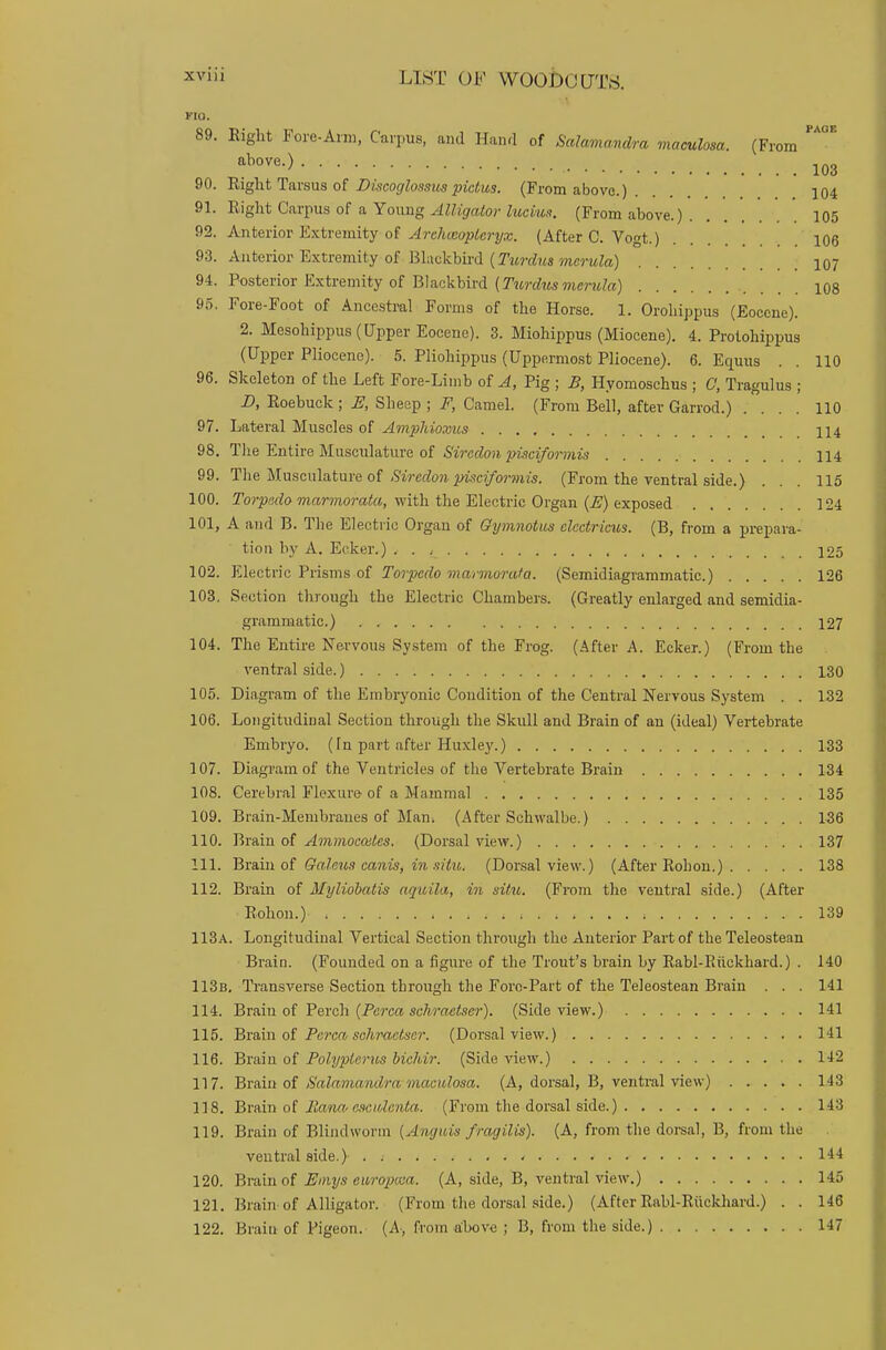 KIO. 89. Eight Fore-Arm, Carpus, and Hand of Salamanara maculosa (From **** above-> 103 90. Right Tarsus of Discoglossus pictw. (From above.) . . 104 91. Right Carpus of a Young Alligator lucvm. (From above.) . . 105 92. Anterior Extremity- of Arehceopleryx. (After C. Vogt.) . 106 93. Anterior Extremity of Blackbird (Turdus mcrula) 107 94. Posterior Extremity of Blackbird (Turdus mcrula) 108 95. Fore-Foot of Ancestral Forms of the Horse. 1. Orohippus (Eocene). 2. Mesohippus (Upper Eocene). 3. Miohippus (Miocene). 4. Protohippus (Upper Pliocene). 5. Pliohippus (Uppermost Pliocene). 6. Equus . . 110 96. Skeleton of the Left Fore-Limb of A, Pig ; B, Hyomoschus ; 0, Tragulus ; D, Roebuck ; E, Sheep ; F, Camel. (From Bell, after Garrod.) . ... 110 97. Lateral Muscles of Amphioxus 114 98. The Entire Musculature of Sircdon pisciformis 114 99. The Musculature of Sircdon pisciformis. (From the ventral side.) ... 115 100. Torpedo marmorata, with the Electric Organ (E) exposed 124 101. A and B. The Electric Organ of Gymnotus ckctricus. (B, from a prepara- tion by A. Ecker.) . . c 125 102. Electric Prisms of Torpedo marmorata. (Semidiagrammatic.) 126 103. Section through the Electric Chambers. (Greatly enlarged and semidia- grammatic.) 127 104. The Entire Nervous System of the Frog. (After A. Ecker.) (From the ventral side.) 130 105. Diagram of the Embryonic Condition of the Central Nervous System . . 132 106. Longitudinal Section through the Skull and Brain of an (ideal) Vertebrate Embryo. (In part after Huxley.) 133 107. Diagram of the Ventricles of the Vertebrate Brain 134 108. Cerebral Flexure of a Mammal 135 109. Brain-Membranes of Man. (After Sehwalbe.) 136 110. Brain of Ammocailes. (Dorsal view.) 137 111. Brain of Galaus canis, in situ. (Dorsal view.) (After Eobon.) 138 112. Brain of Myliobatis aquila, in situ. (From the ventral side.) (After Rohon.) 139 113a. Longitudinal Vertical Section through the Anterior Part of the Teleostean Brain. (Founded on a figure of the Trout's brain by Rabl-P>uekhard.) . 140 113b. Transverse Section through the Foro-Part of the Teleostean Brain . . . 141 114. Brain of Perch (Perca schraetser). (Side view.) 141 115. Brain of Perca- sohraetser. (Dorsal view.) HI 116. Brain of Polypterus bichir. (Side view.) 142 117. Brain of Salamandra-maculosa. (A, dorsal, B, ventral view) 143 118. Brain of Rana>esctdenta. (From the dorsal side.) 143 119. Brain of Blindworm (Angids fragilis). (A, from the dorsal, B, from the ventral aide.) 144 120. Brain of Emys curopcaa. (A, side, B, ventral view.) 145 121. Brain of Alligator. (From the dorsal side.) (After Rabl-Ruckhard.) . . 146 122. Brain of Pigeon. (A, from above : B, from the side.) 147