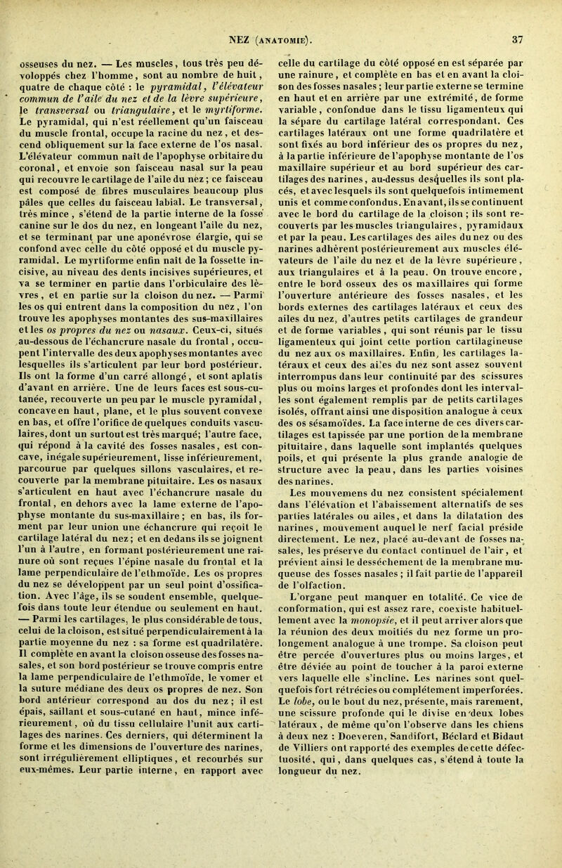 osseuses du nez. — Les muscles, tous tres peu de- voloppes chez I’homme, sent au nombre de huit, quatre de chaque cote : le pyramidal, Velevateur commun de Vaile du nez el de la levre superieure, le transversal ou triangulaire, et le myrliforme. Le pyramidal, qui n’est reellement qu’un faisceau du muscle frontal, occupela racine du nez, et des- cend obliquement sur la face externe de I’os nasal. L’elevateur commun nait de I’apophyse orbitairedu coronal, et enyoie son faisceau nasal sur la peau qui recouvre le cartilage de I’aile du nez; ce faisceau est compose de fibres musculaires beaucoup plus pales que celles du faisceau labial. Le transversal, tres mince , s’etend de la partie interne de la fosse canine sur le dos du nez, en longeant I’aile du nez, et se terminant par une aponevrose elargie, qui se confond avec celle du cote oppose et du muscle py- ramidal. Le myrtiforme enfin nait de la fossette in- cisive, au niveau des dents incisives superieures, et va se terminer en partie dans I’orbiculaire des le- vres , et en partie sur la cloison du nez. — Parmi les os qui entrent dans la composition du nez, Ton trouve les apophyses montantes des sus-maxillaires el les os propres du nez ou nasaux. Ceux-ci, situes au-dessous de I’echancrure nasale du frontal, occu- pent I’intervalle des deux apophyses montantes avec lesquelles ils s’articulent par leur hord posterieur. Ils ont la forme d’un carre allonge, et sont aplatis d’avant en arriere. Une de leurs faces est sous-cu- tanee, recouverte un peu par le muscle pyramidal, concave en haul, plane, et le plus souvenl convexe en has, et offre I’orifice de quelques conduits vascu- laires,dont un surtoutest tres marque; I’autre face, qui repond a la cavite des fosses nasales, est con- cave, inegalesuperieurement, lisse inferieurement, parcourue par quelques sillons vasculaires, et re- couverte par la membrane piluitalre. Les os nasaux s’articulent en haut avec I’echancrure nasale du frontal, en dehors avec la lame externe de I’apo- physe montante du sus-maxillaire; en has, ils fer- ment par leur union une echancrure qui repoit le cartilage lateral du nez; et en dedans ils se joignent I’un a I’autre, en formant poslerieurement nne rai- nure ou sont repues I’epine nasale du frontal et la lame perpendiculaire de I’ethmoide. Les os propres du nez se developpent par un seul point d’ossifica- tion. Avec Page, ils se soudent ensemble, quelque- fois dans toute leur etendue ou seulement en haut. — Parmi les cartilages, le plus considerable de tous, celui de la cloison, estsitue perpendiculairementa la partie moyenne du nez ; sa forme est quadrilatere. II complete en avantla cloison osseuse des fosses na- sales, et son bord posterieur se trouve compris entre la lame perpendiculaire de I’ethmoide, le vomer et la suture mediane des deux os propres de nez. Son bord anterieur correspond au dos du nez; il est epais, saillanl et sous-culane en haut, mince infe- rieurement , ou du tissu cellulaire I’unit aux carti- lages des narines. Ces derniers, qui determinent la forme et les dimensions de I’ouverture des narines, sont irregulierement elliptiques, et recourbes sur eux-memes. Leur partie interne, en rapport avec celle du cartilage du cold oppose en est separee par une rainure, et complete en has el en avant la cloi- son des fosses nasales; leur partie externe se termine en haut et en arriere par une extremite, de forme variable, confondue dans le tissu ligamenteux qui la separe du cartilage lateral correspondant. Ces cartilages lateraux ont une forme quadrilatere el sont fixes au bord inferieur des os propres du nez, a la partie inferieure del’apophyse montante de I’os maxillaire superieur et au bord superieur des car- tilages des narines, au-dessus desquelles ils son! pla- ces, etaveclesquels ils sont quelquefois inlimement unis el commeconfondus.Enavant,ilssecontinuent avec le bord du cartilage de la cloison ; ils sont re- converts par les muscles triangulaires, pyramidaux et par la peau. Les cartilages des ailes dunez ou des narines adherent poslerieurement aux muscles ele- vateurs de I’aile du nez et de la levre superieure, aux triangulaires et a la peau. On trouve encore, entre le bord osseux des os maxillaires qui forme I’ouverture anterieure des fosses nasales, et les fiords exlernes des cartilages lateraux et ceux des ailes du nez, d’autres petits cartilages de grandeur et de forme variables , qui sont reunis par le tissu ligamenteux qui joint cette portion cartilagineuse du nez aux os maxillaires. Enfin, les cartilages la- teraux et ceux des ai’es du nez sont assez souvenl inlerrompus dans leur continuite par des scissures plus ou moins larges et profondes dont les inlerval- les sont egalement remplis par de petits cartilages isoles, offrant ainsi nne disposition analogue a ceux des os sesamoides. La face interne de ces divers car- tilages est tapissee par une portion dela membrane pitnitaire, dans laquelle sont implantes quelques polls, et qui presente la plus grande analogie de structure avec la peau, dans les parties voisines des narines. Les mouvemens du nez consistent specialement dans I’elevation et I’abaissement alternalifs de ses parties laterales ou ailes, el dans la dilatation des narines, mouvement auquel le nerf facial preside directement. Le nez, place au-derant de fosses na- sales, les preserve du contact continuel de I’air, et previent ainsi le dessechement de la membrane mu- queuse des fosses nasales; il fail partie de I’appareil de I’olfaction. L’organe pent raanquer en totalite. Ce vice de conformation, qui est assez rare, coexiste habituel- lement avec la monopsie, et il peut arriver alors que la reunion des deux moitles du nez forme un pro- longement analogue a une trompe. Sa cloison peut etre percee d’ouvertures plus ou moins larges, et etre device au point de toucher a la paroi externe vers laquelle elle s’incline. Les narines sont quel- quefois fort relrecies ou completement imperforees. Le lobe, ou le bout du nez, presente, mais raremenl, une scissure profonde qui le divise en'deux lobes lateraux , de meme qu’on I’observe dans les chiens a deux nez : Doeveren, Sandifort, Bedard etBidaut de Villiers ontrapporte des exemples de cette defec- tuosite, qui, dans quelques cas, s’etend a toute la longueur du nez.