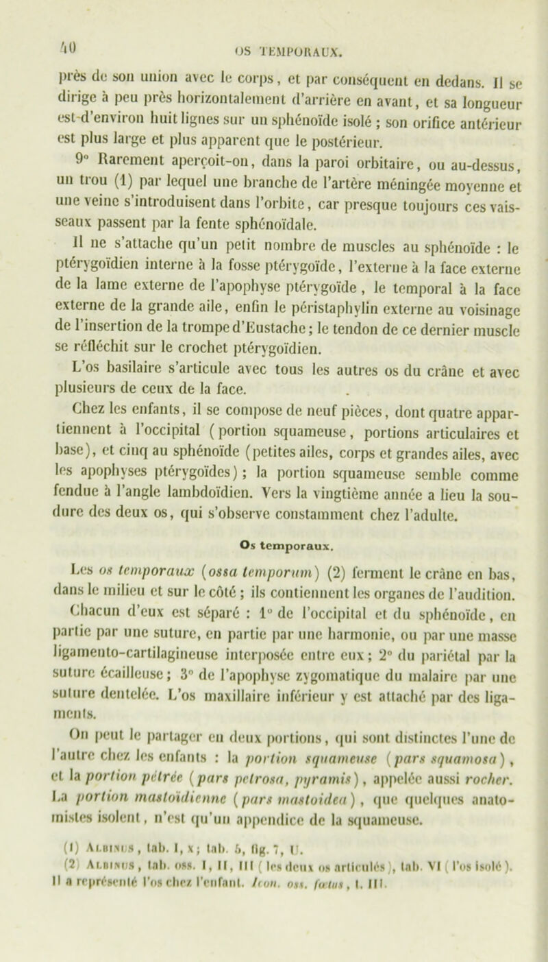 'lü près do son union avec io corps, et par conséquent en dedans, il sc dirige à peu près horizontalement d’arrière en avant, et sa longueur est-d’environ huit lignes sur un sphénoïde isolé ; son orifice antérieur est plus large et plus apparent que le postérieur. 9 Rarement aperçoit-on, dans la paroi orbitaire, ou au-dessus, un tiou (1) par lequel une branche de l’artère méningée moyenne et une veine s’introduisent dans l’orbite, car presque toujours ces vais- seaux passent par la fente sphénoïdale. Il ne s’attache qu’un petit nombre de muscles au sphénoïde : le ptérygoïdien interne à la fosse ptérvgoïdc, l’externe à la face externe de la lame externe de l’apophyse ptérygoïde, le temporal à la face externe de la grande aile, enfin le péristaphylin externe au voisinage de 1 insertion de la trompe d’Lustache ; le tendon de ce dernier muscle se réfléchit sur le crochet ptérygoïdien. L’os basilaire s’articule avec tous les autres os du crâne et avec plusieurs de ceux de la face. Chez les enfants, il se compose de neuf pièces, dont quatre appar- tiennent à 1 occipital ( portion squameuse , portions articulaires et hase), et cinq au sphénoïde (petites ailes, corps et grandes ailes, avec les apophyses ptérygoïdes ) ; la portion squameuse semble comme fendue il l’angle lambdoïdicn. Vers la vingtième année a lieu la sou- dure des deux os, qui s’observe constamment chez l’adulte. Os temporaux. Les os temporaux (ossa temporum) (2) ferment le crâne en bas, dans le milieu et sur le côté ; ils contiennent les organes de l’audition. Chacun d’eux est séparé : 1° de l’occipital et du sphénoïde, en partie par une suture, en partie par une harmonie, ou par une masse ligamenlo-cartilagineuse interposée entre eux ; 2° du pariétal par la suture écailleuse; 3 de l’apophyse zygomatique du malaire par une suture dentelée. L’os maxillaire inférieur y est attaché par des liga- ments. On peut le partager eu deux portions, qui sont distinctes l’une de I autre chez les enfants : la portion squameuse (pars squamosa), et la portion pctrèc ( pars petrosa, pyramis ), appelée aussi rocher. La portion mastoïdienne (pars mastoidea), que quelques anato- mistes isolent, n’est qu’un appendice de la squameuse. (I) Ai.Bises , tab. I, x ; tnt», b, tlg. 7, IJ. (2 Albinos , Int», oss. I, II, lit ( les deux os articulés), tab. VI ( l’os Isolé ).